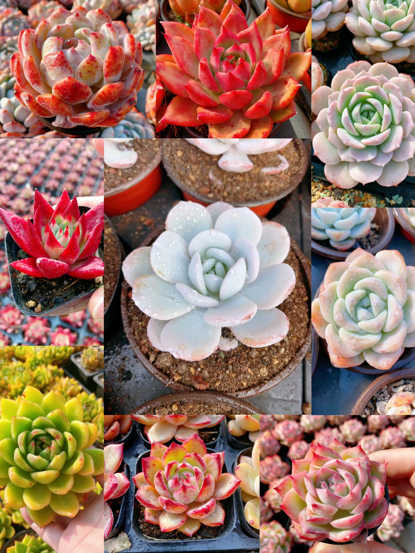 Echeveria Package