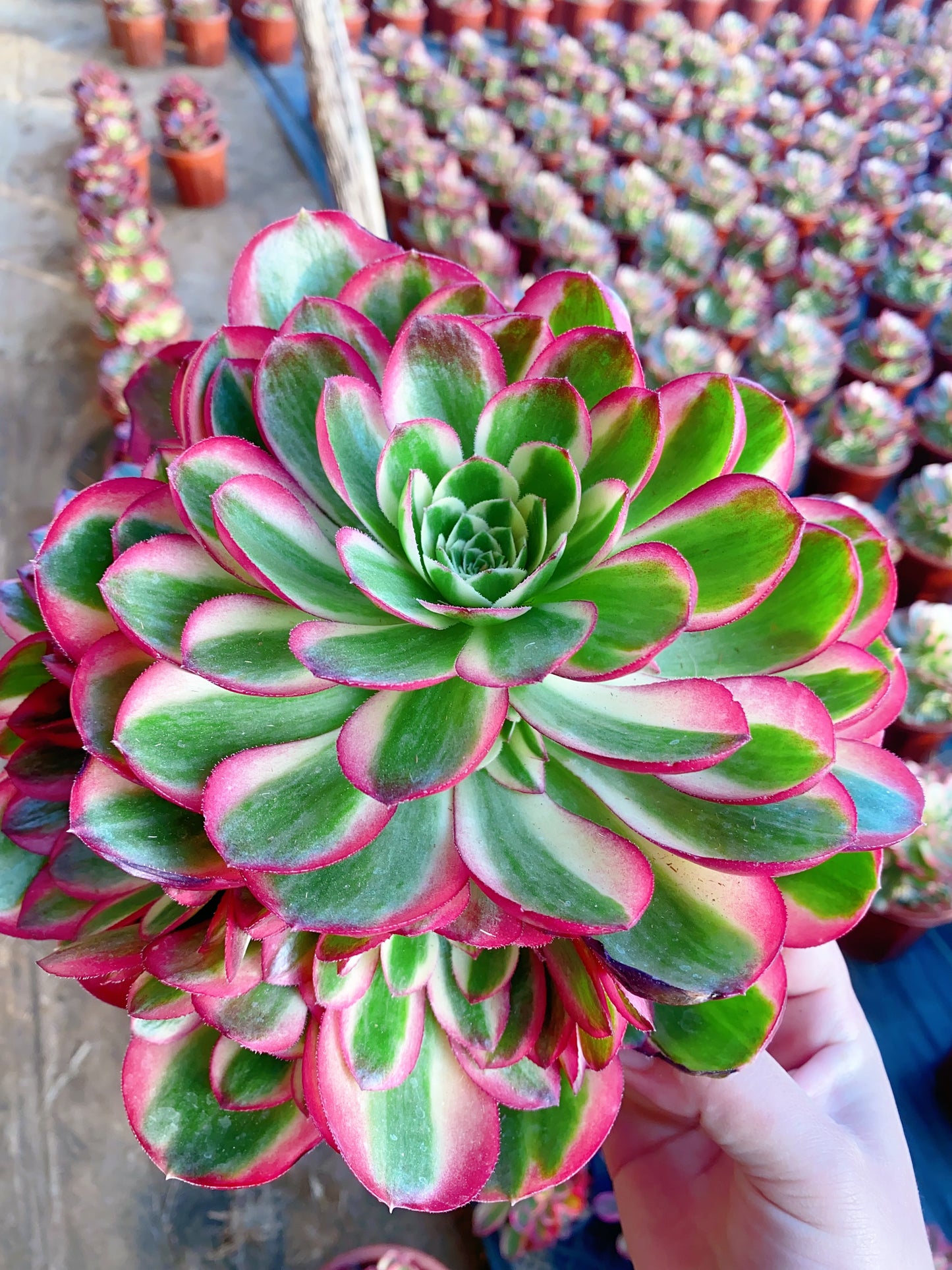 Yunhe/云荷 cluster 20-30cm at least 10 heads