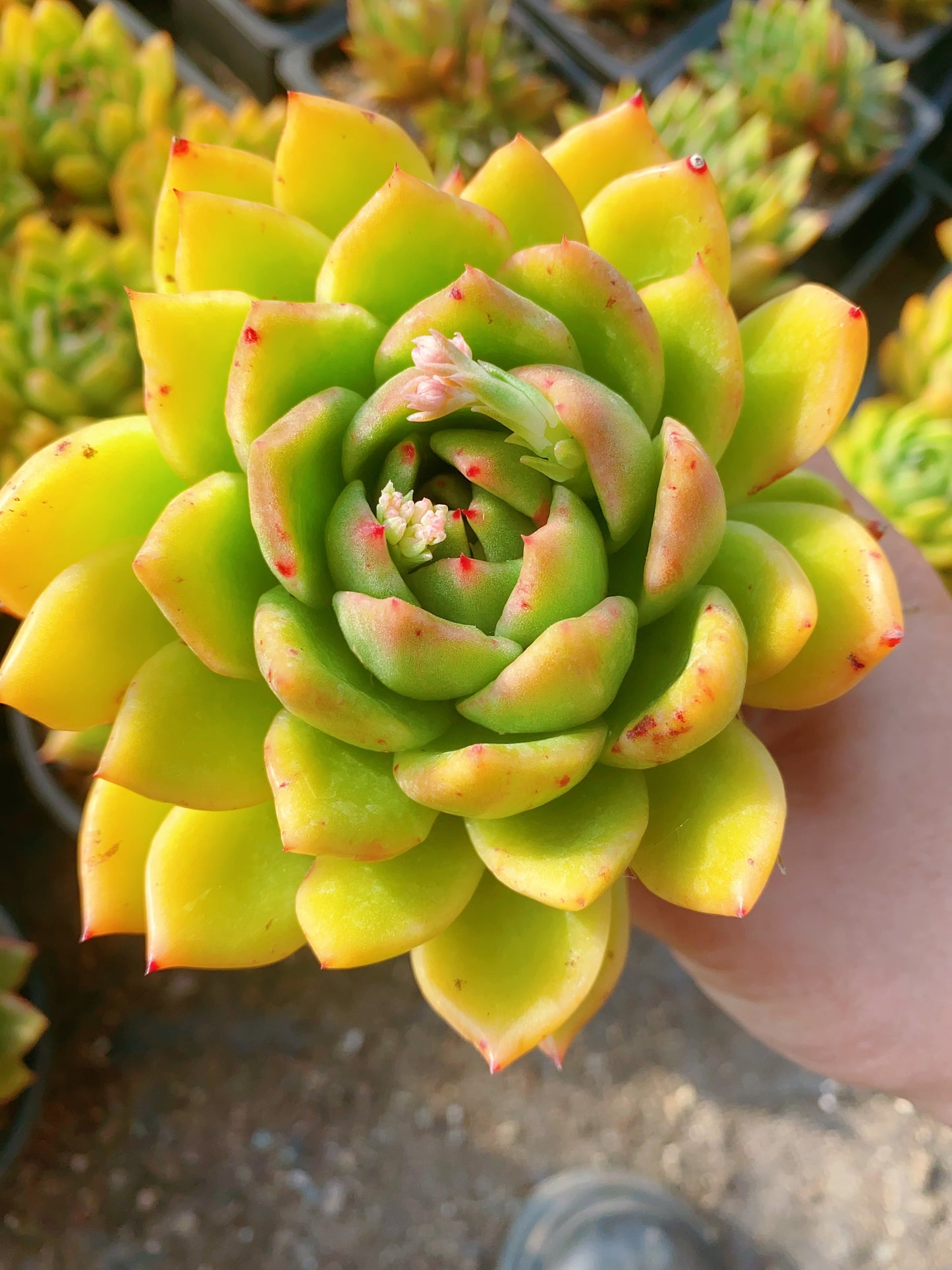 Alien/外星人 9cm pot