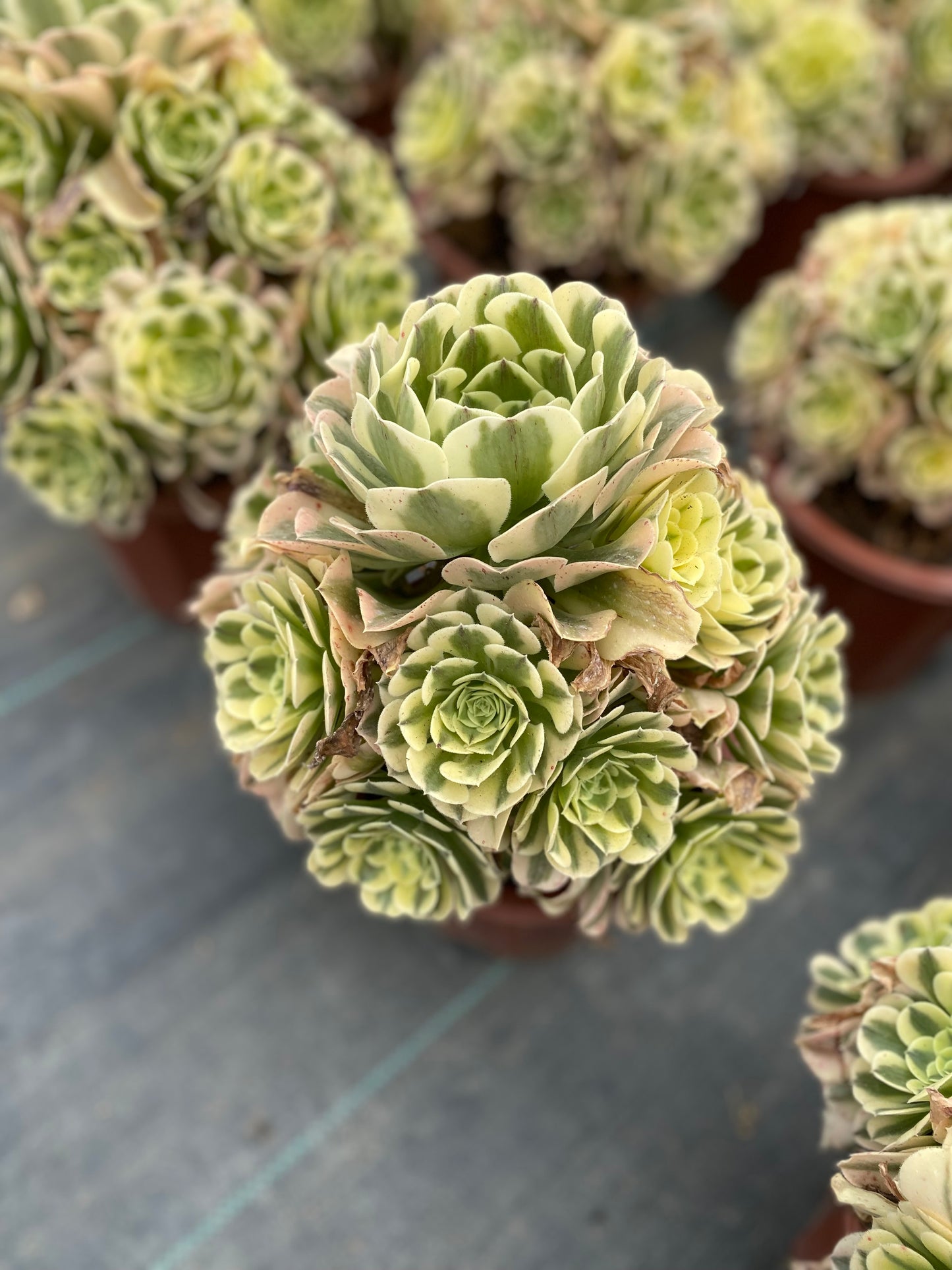 Green Medusa/绿豆沙 cluster 20-30cm at least 13 heads