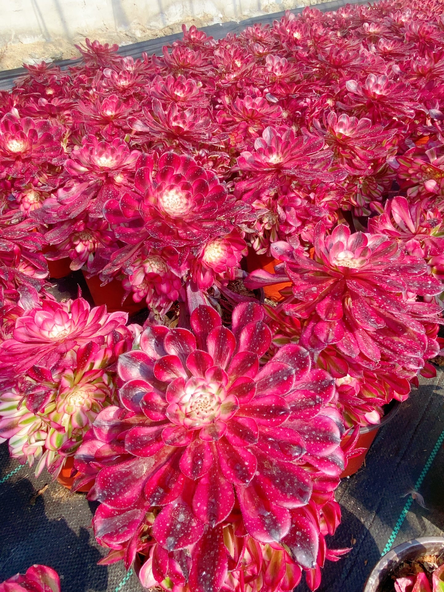 Garnet of White/红铜壶白锦 Cluster At least 8 heads 20cm-25cm