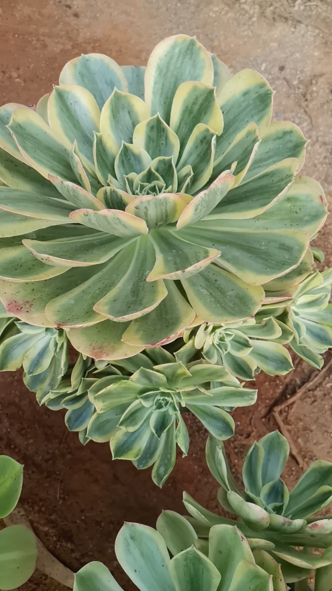 canariense var. canariense Veriagated/香炉盘锦 cluster 25-30cm at least 8 heads two years old