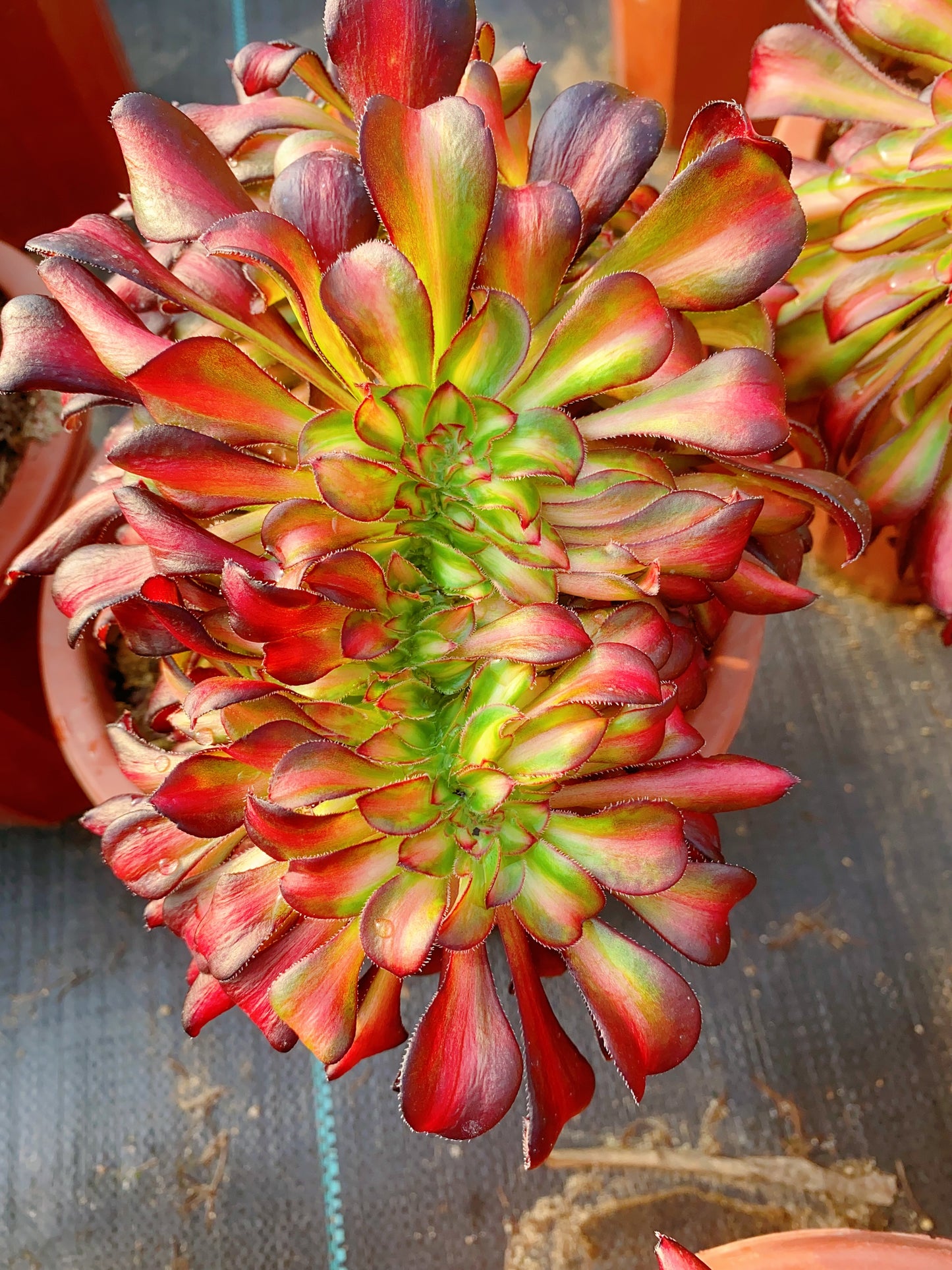 Rainbow Crested/晚霞缀化 20-30cm