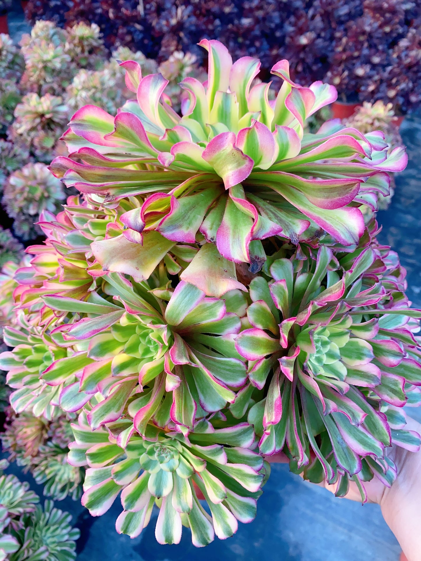 Tsar/沙皇 cluster 30-40cm at least 12 heads two years old