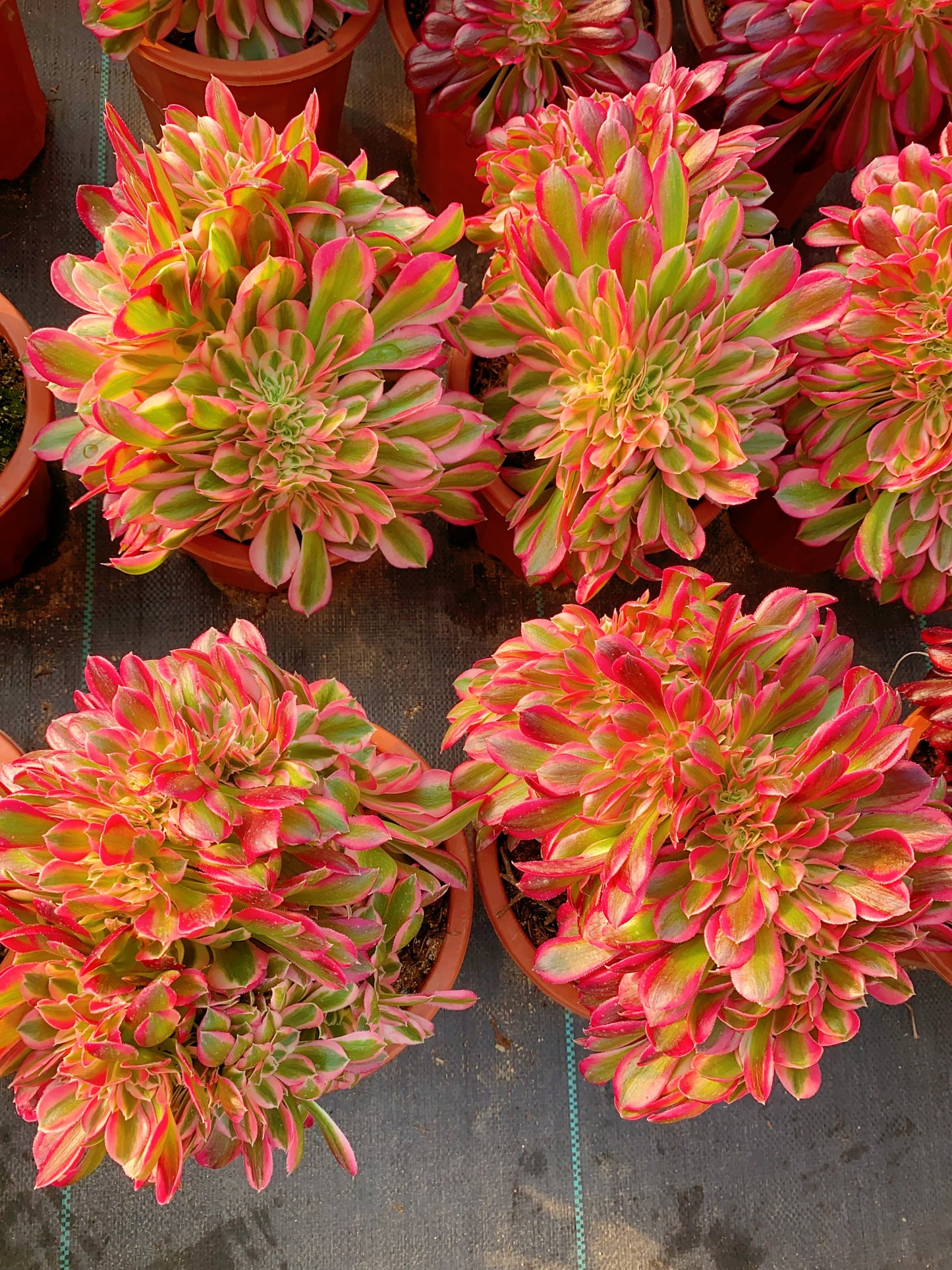 Pink Witch Crested/粉女巫缀化 30cm