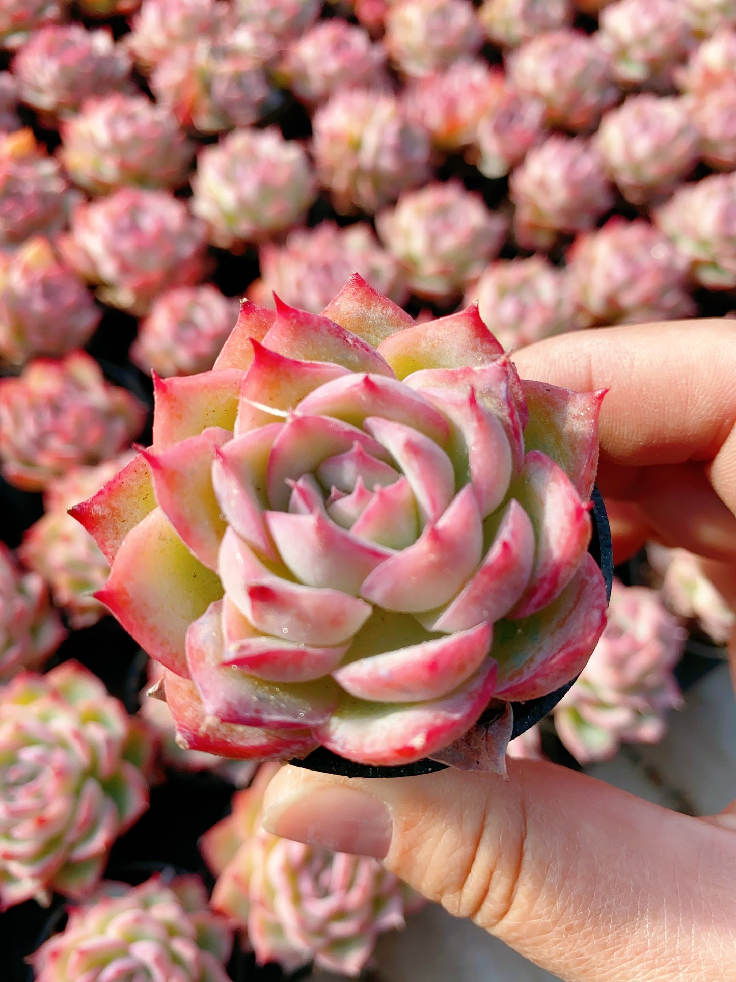 French Rose/法兰西玫瑰 5cm pot