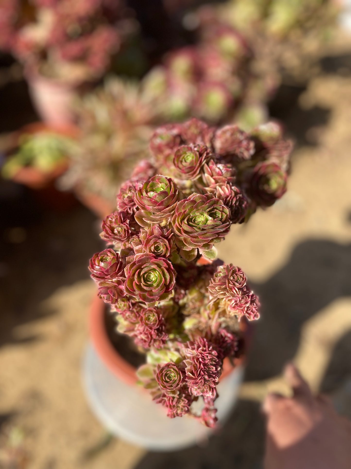 Allure Crested/倾城缀化 27cm two years old aeonium crested