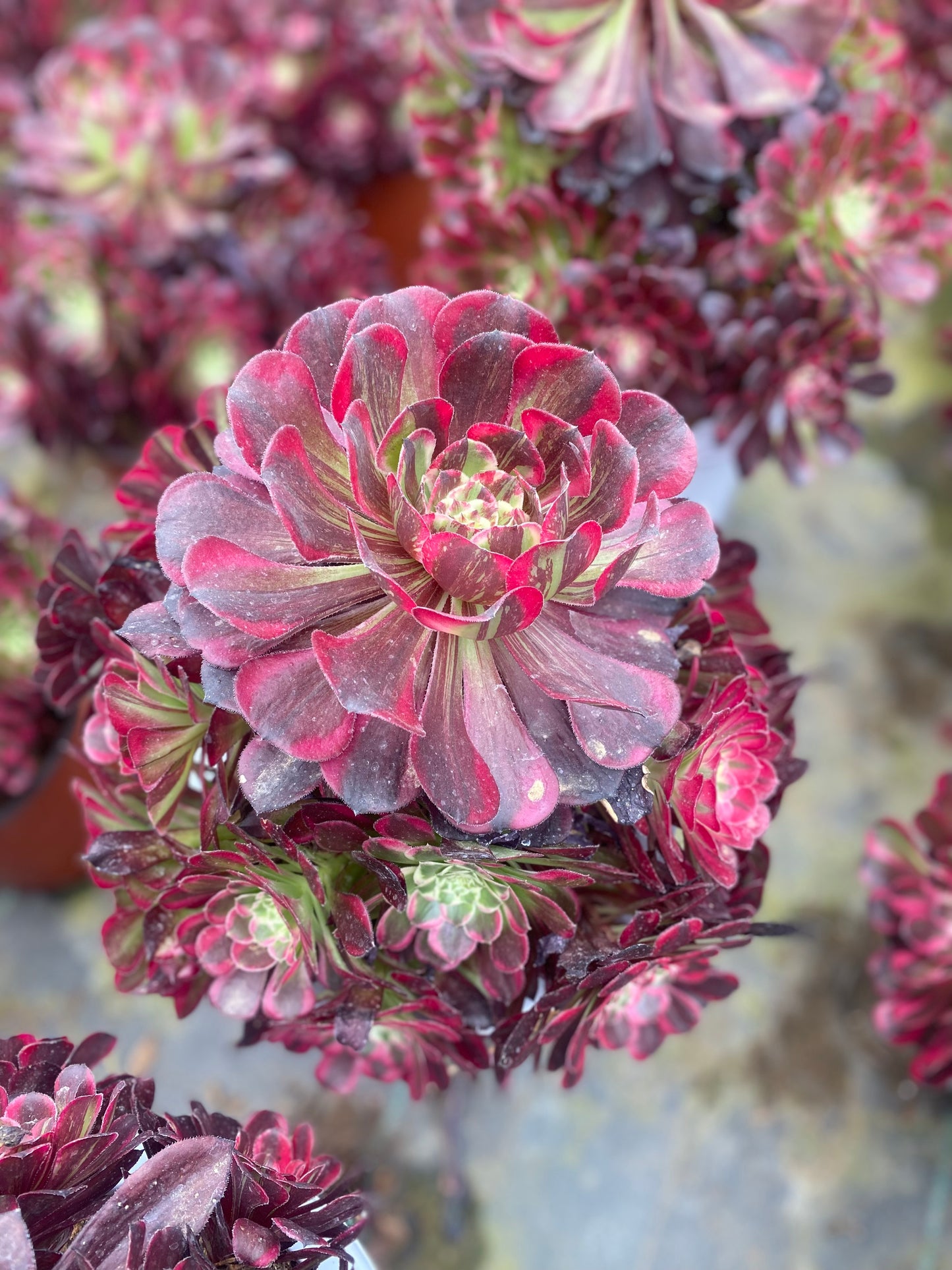 Tonghuashun/铜花顺 cluster 20-30cm at least 12 heads