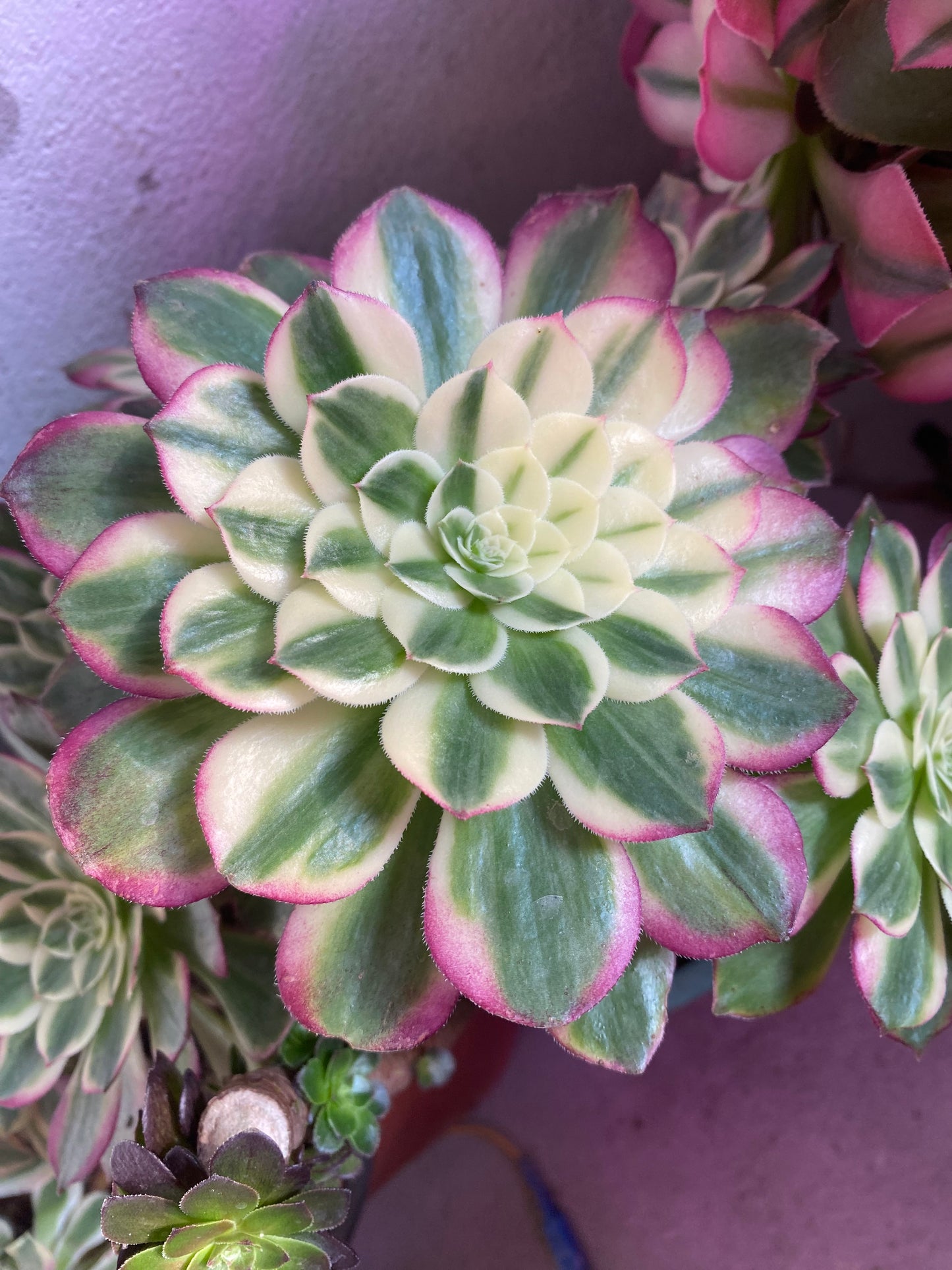 Neptune/海王 cutting at least 10cm