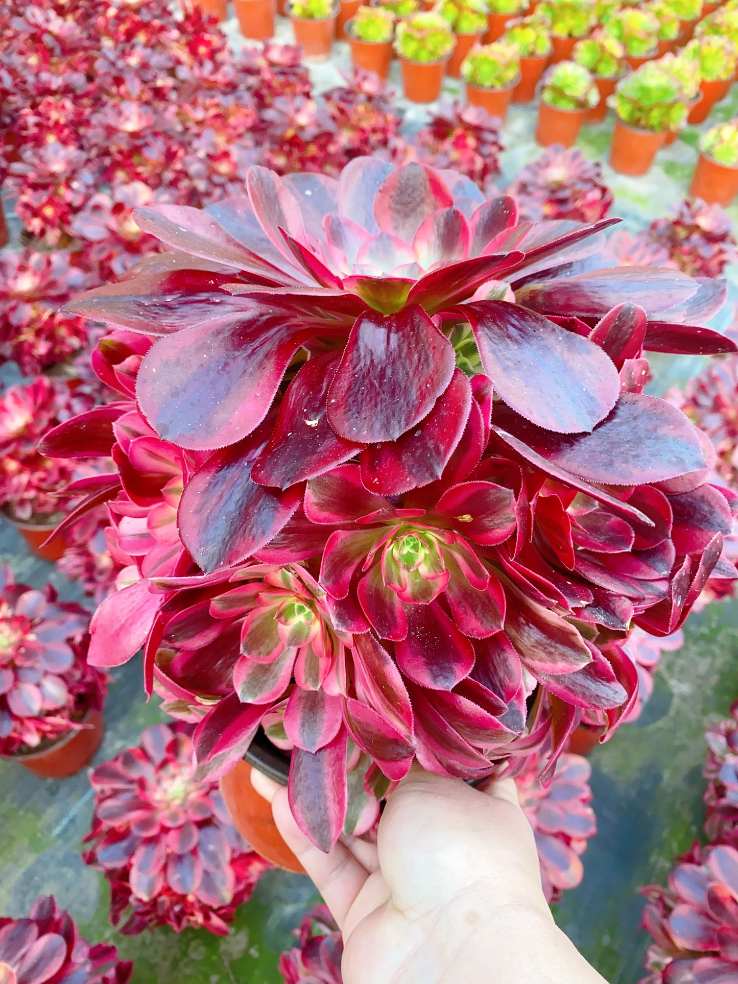 Phoenix Coronet/凤冠 cluster 20-30cm at least 10 heads
