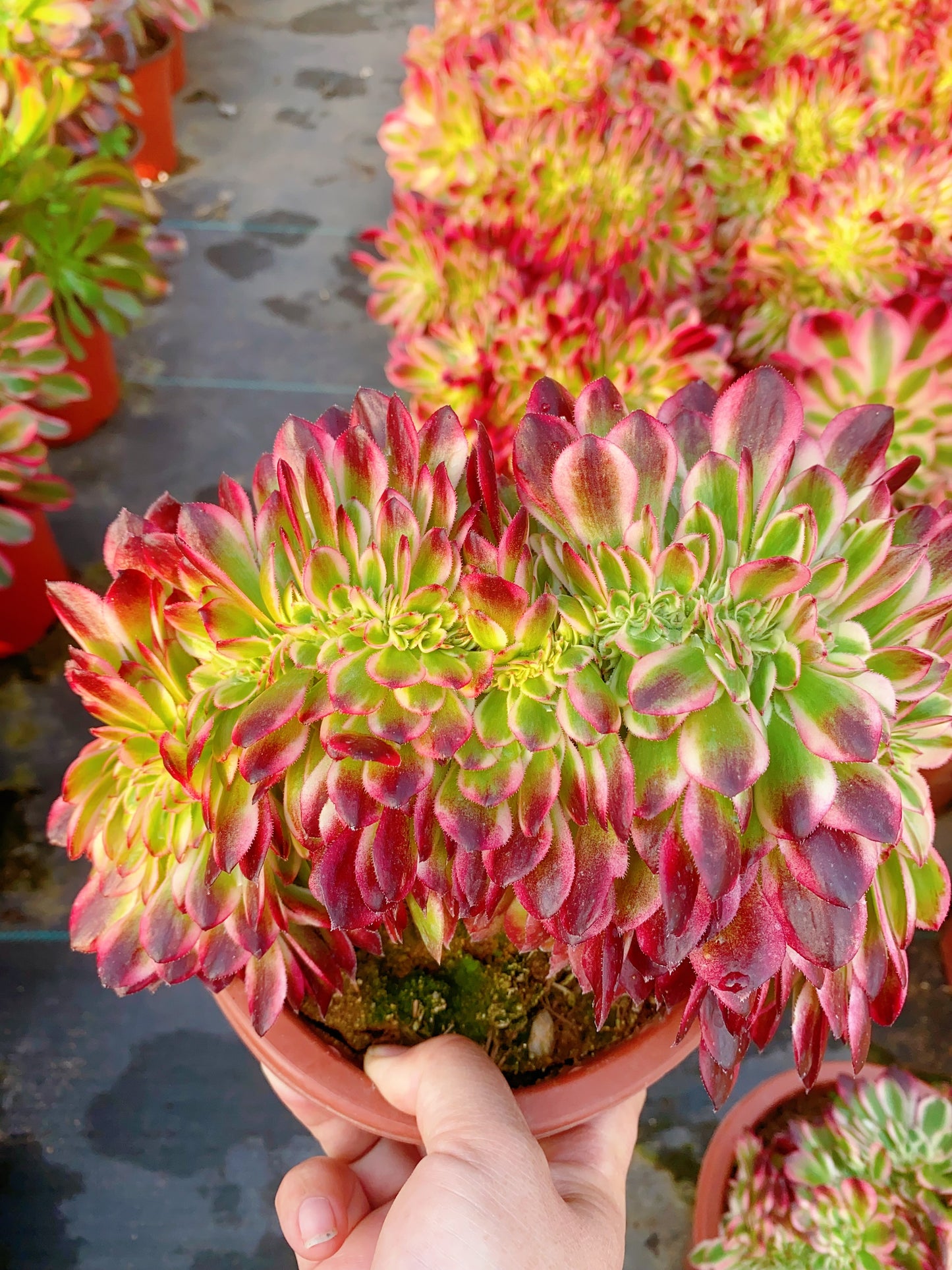 Litchi Crested/荔枝缀化 20-30cm