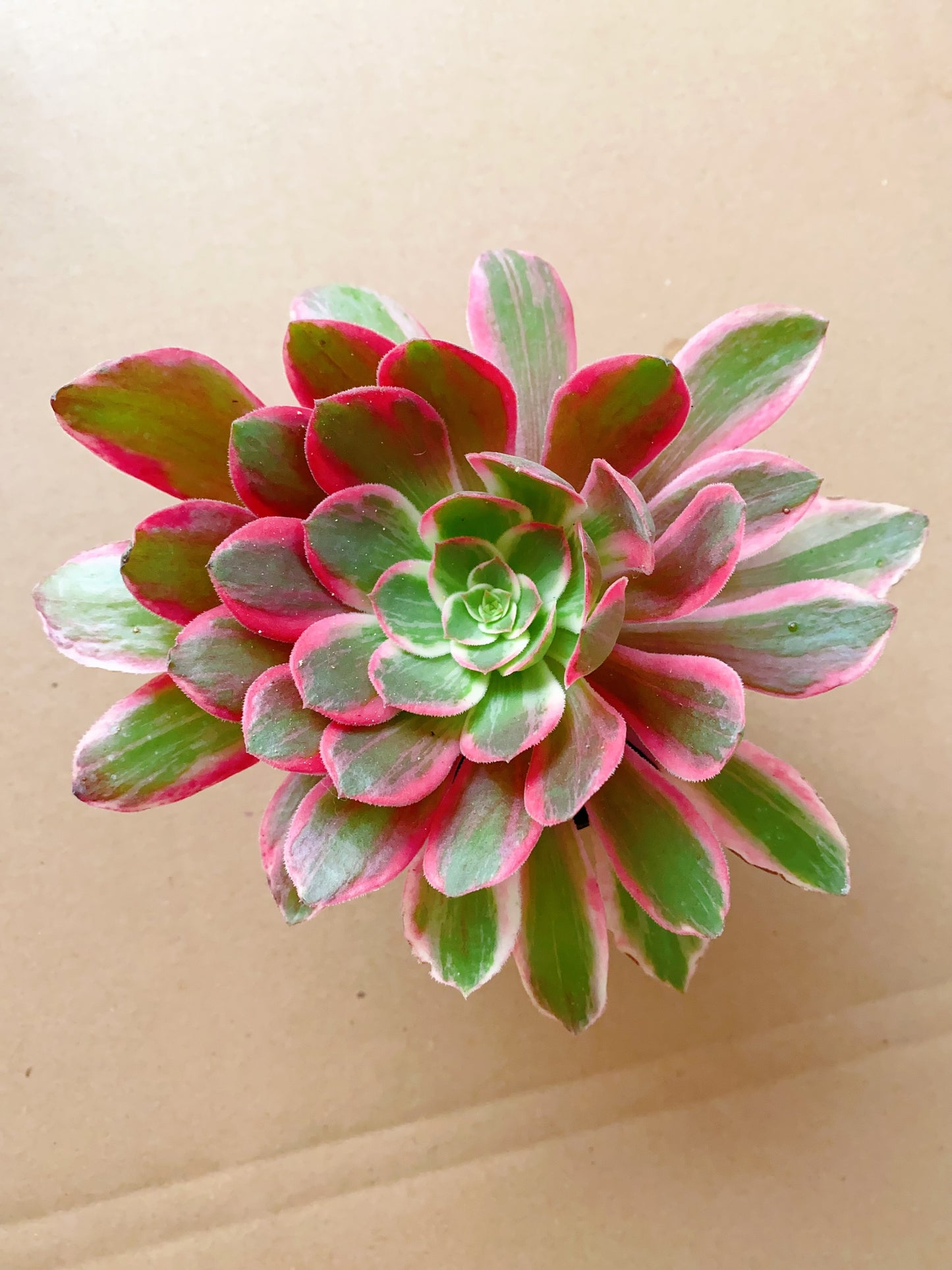 Huan Sha/浣纱 cutting at least 10cm