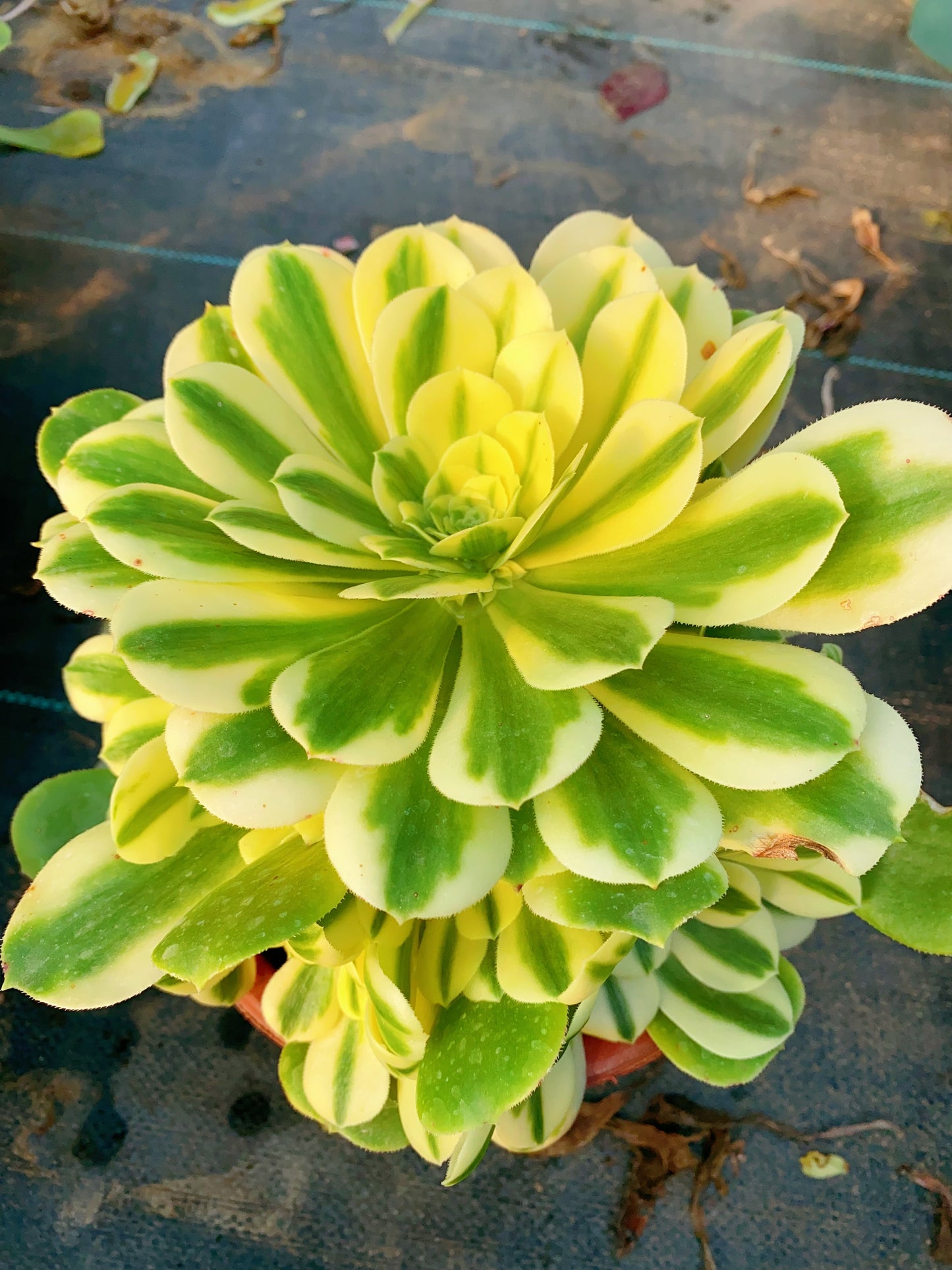 Sinnia/辛尼亚 cluster 20-30cm at least 10 heads