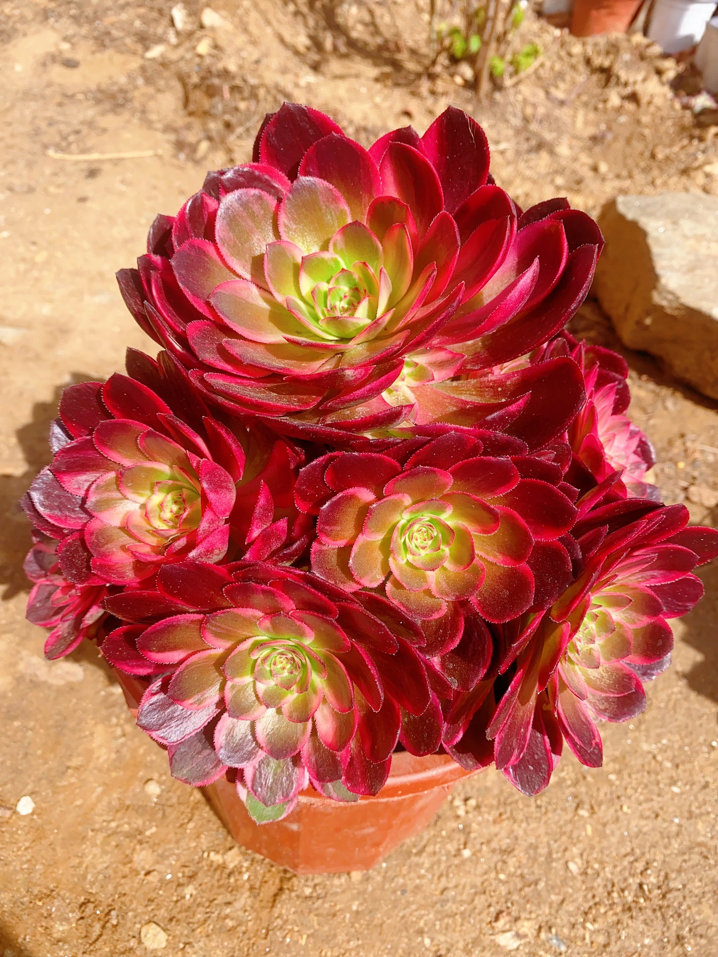 Tangsancai/唐三彩 cluster 20-30cm at least 10 heads