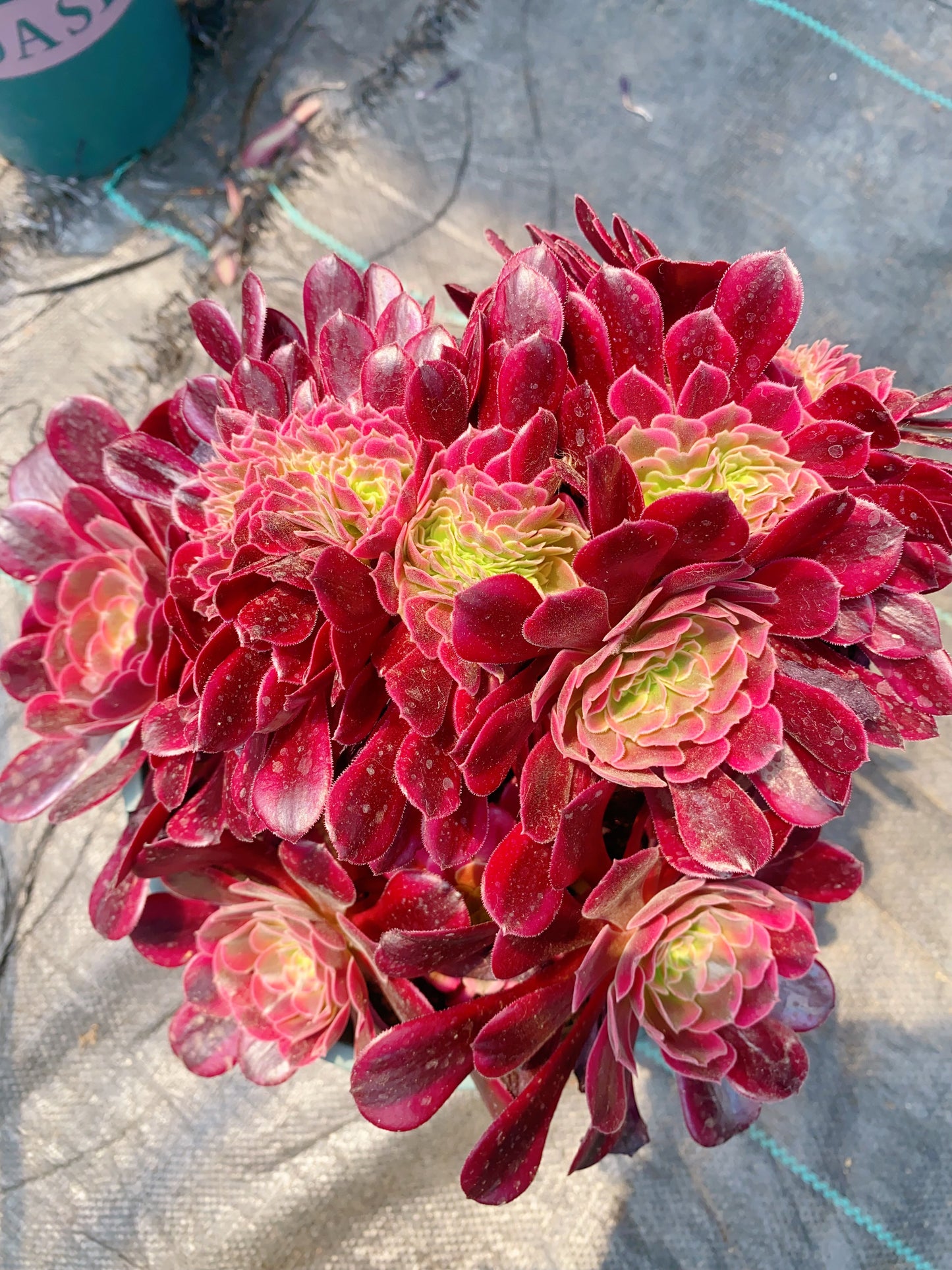Mudesa cristata/美杜莎缀化 Overall diameter 30cm
