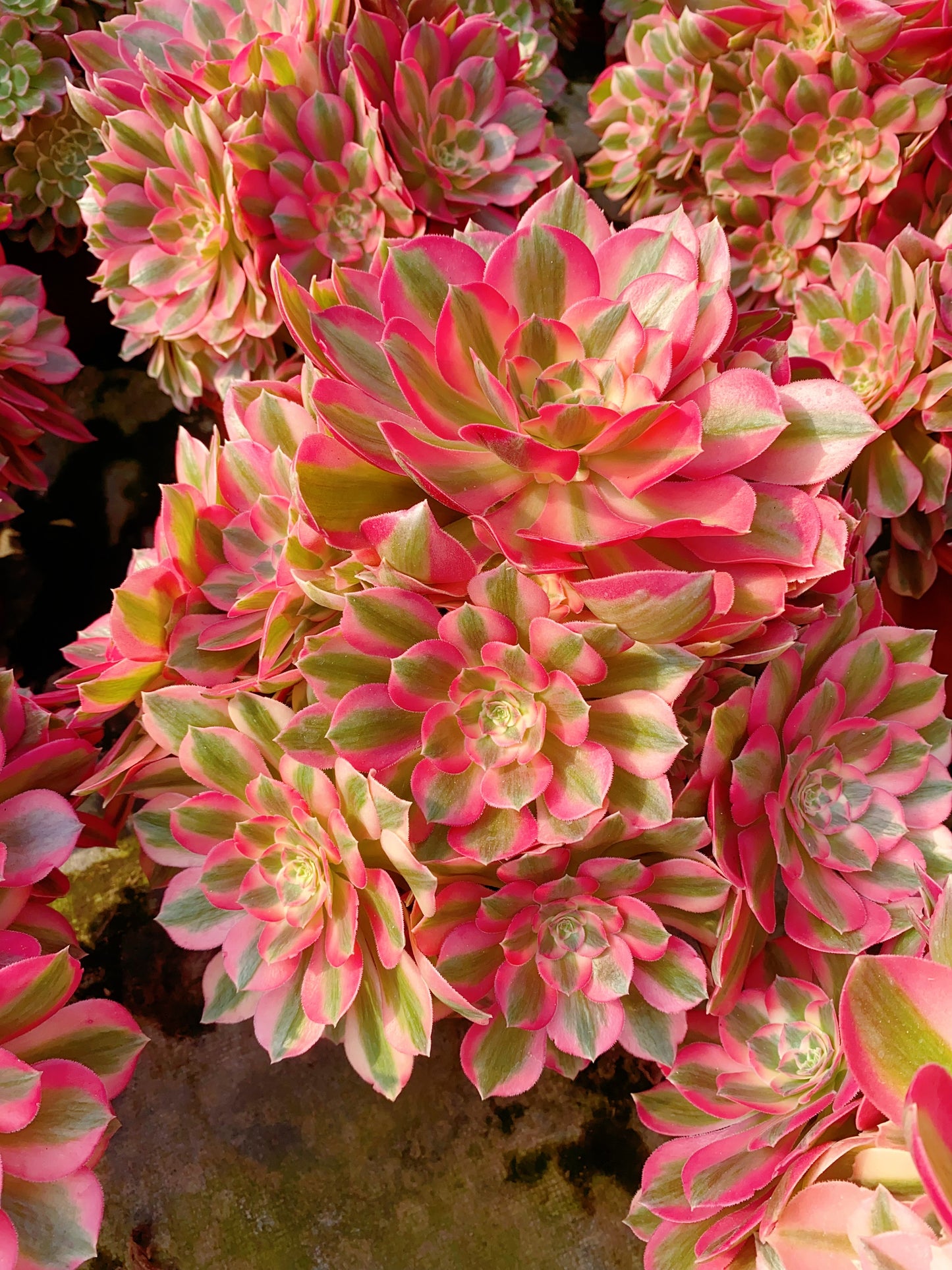 Pink Girl/粉女郎 Cluster At least 18 heads 30-40cm two years old