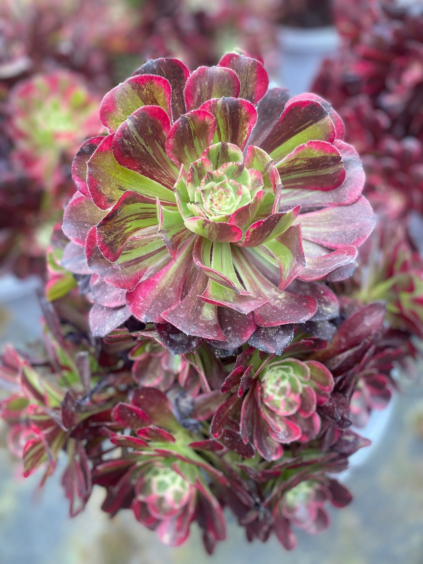 Tonghuashun/铜花顺 cluster 20-30cm at least 12 heads