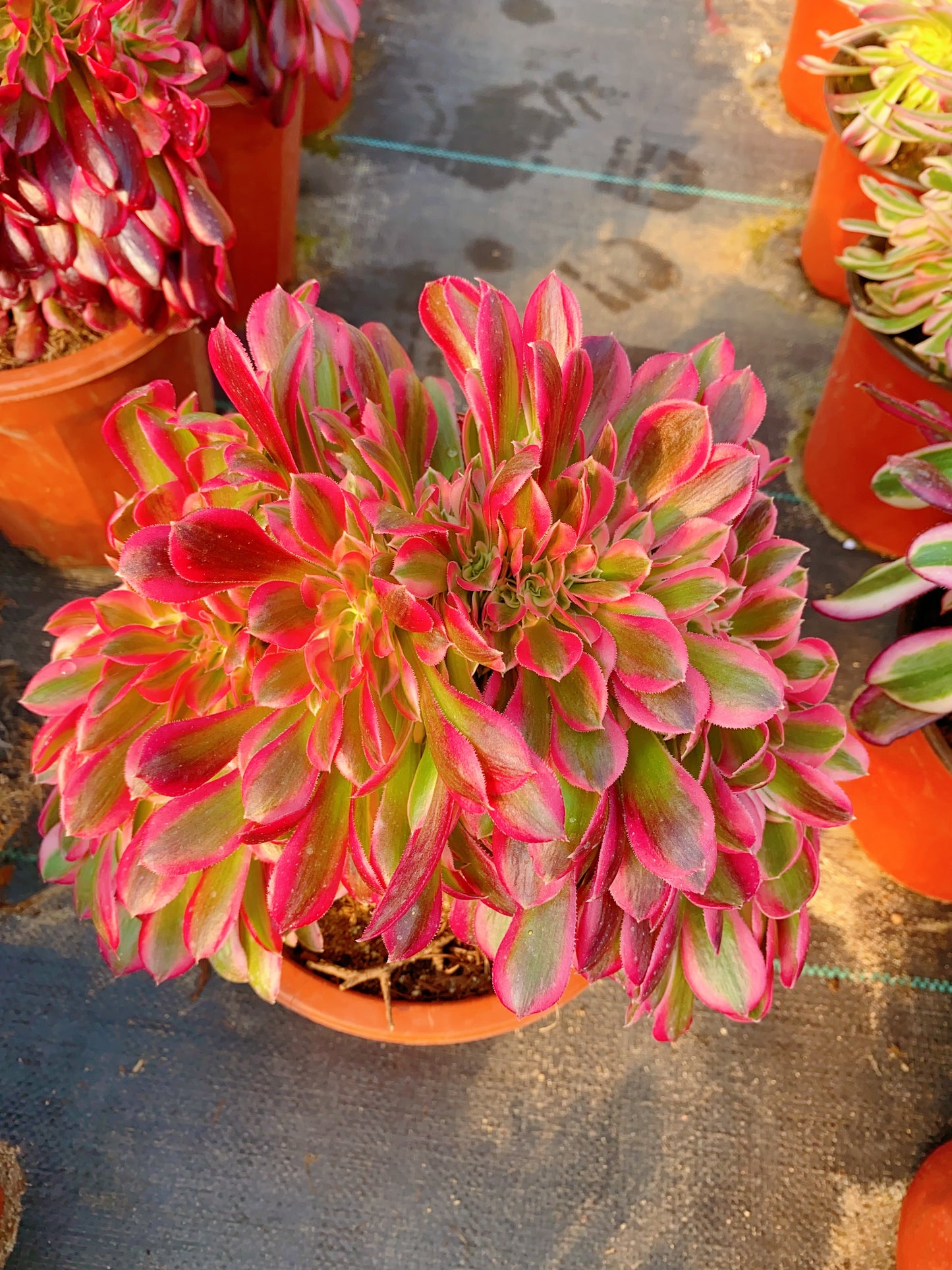 Pink Witch Crested/粉女巫缀化 30cm