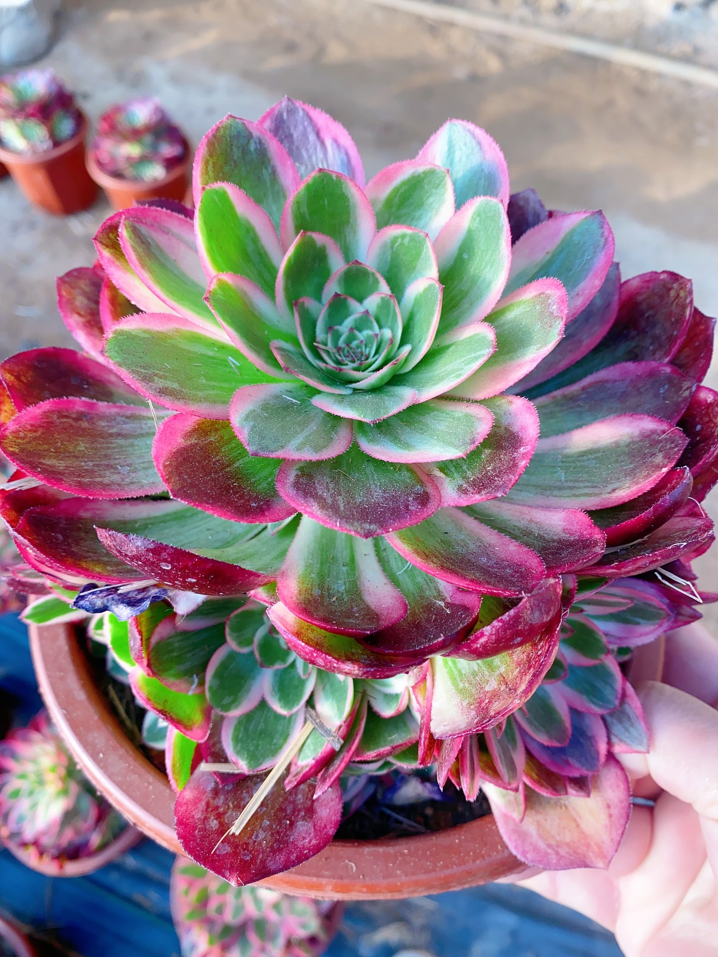 Yunhe/云荷 cluster 20-30cm at least 10 heads