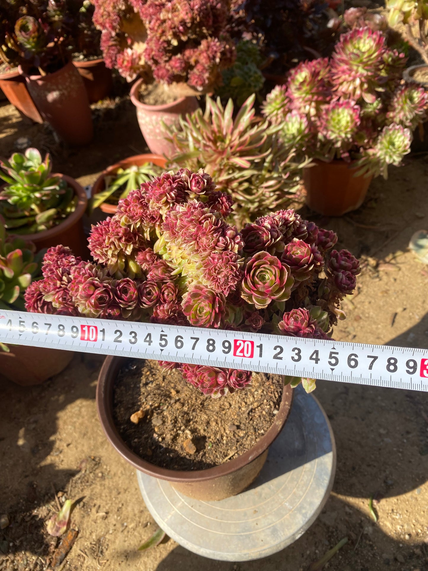 Allure Crested/倾城缀化 25cm two years old aeonium crested