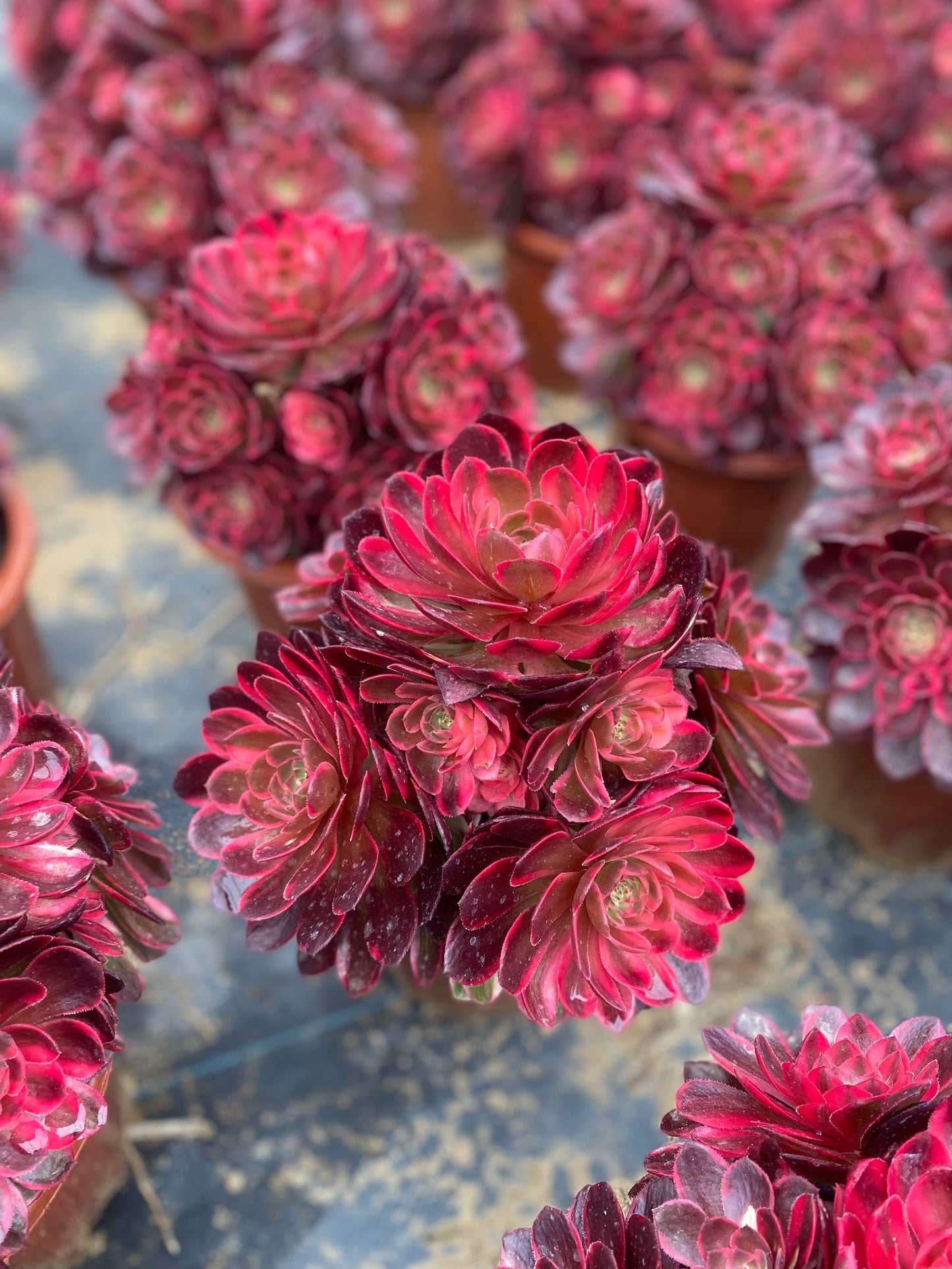 Red Flower Prince/红花郎 cluster 20-30cm at least 12 heads aeonium cluster
