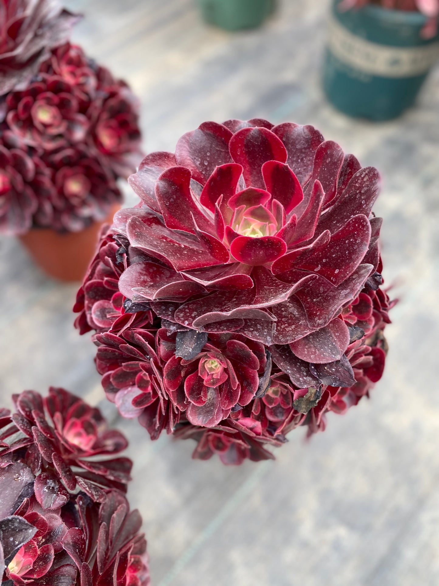 Medusa/美杜莎 Cluster At least 12 heads. 20cm-25cm