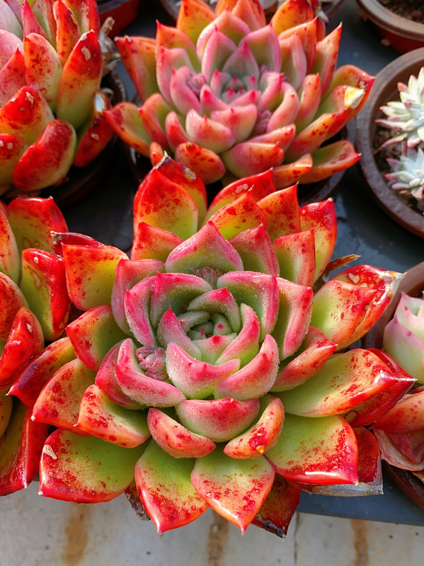 Floriana/佛洛瑞安娜 9cm pot