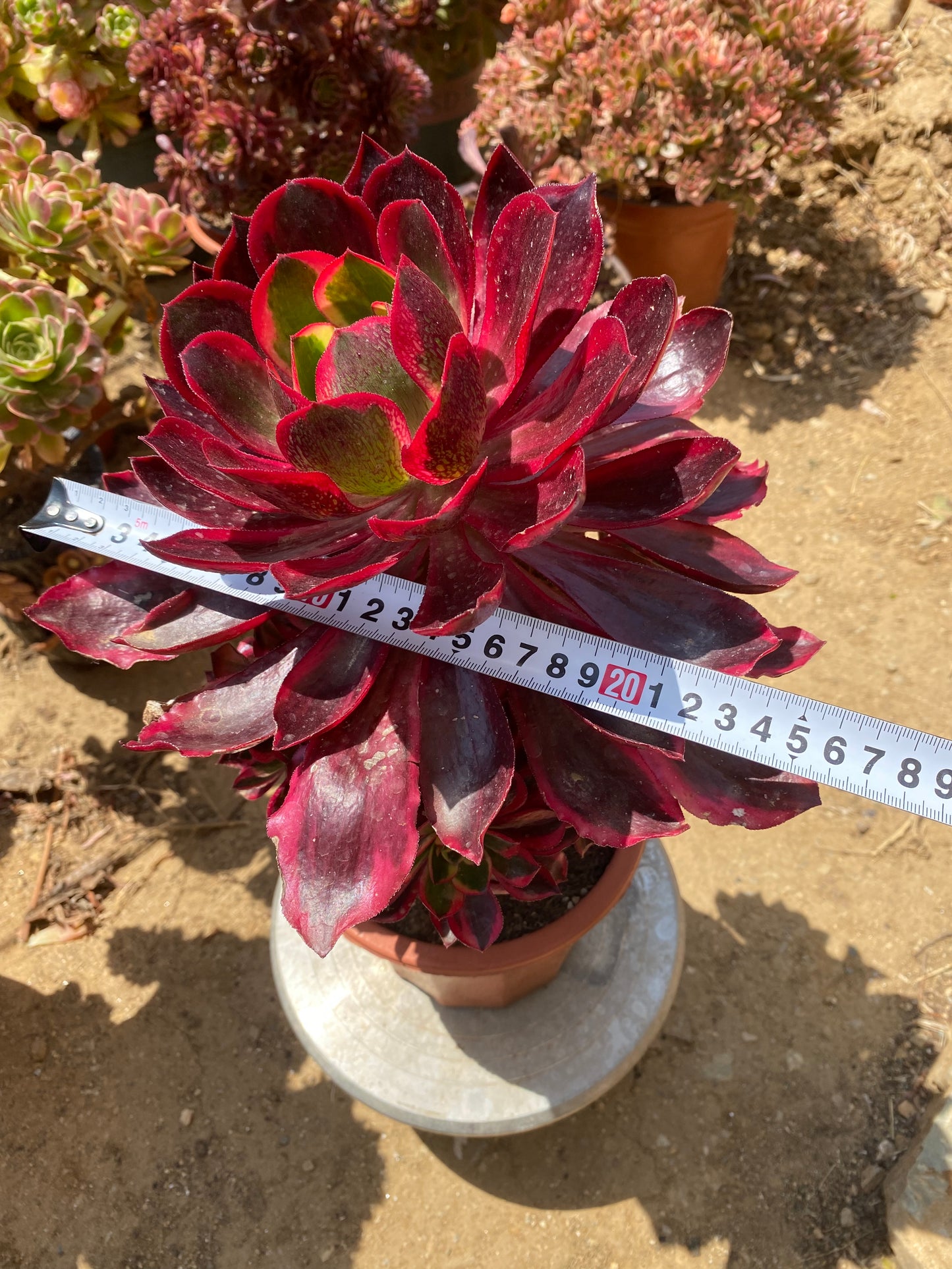Phantom/魅影 cluster at least 12 heads 26 cm two years old only one. Have two broken branches. You will get the one in the picture. aeonium cluster