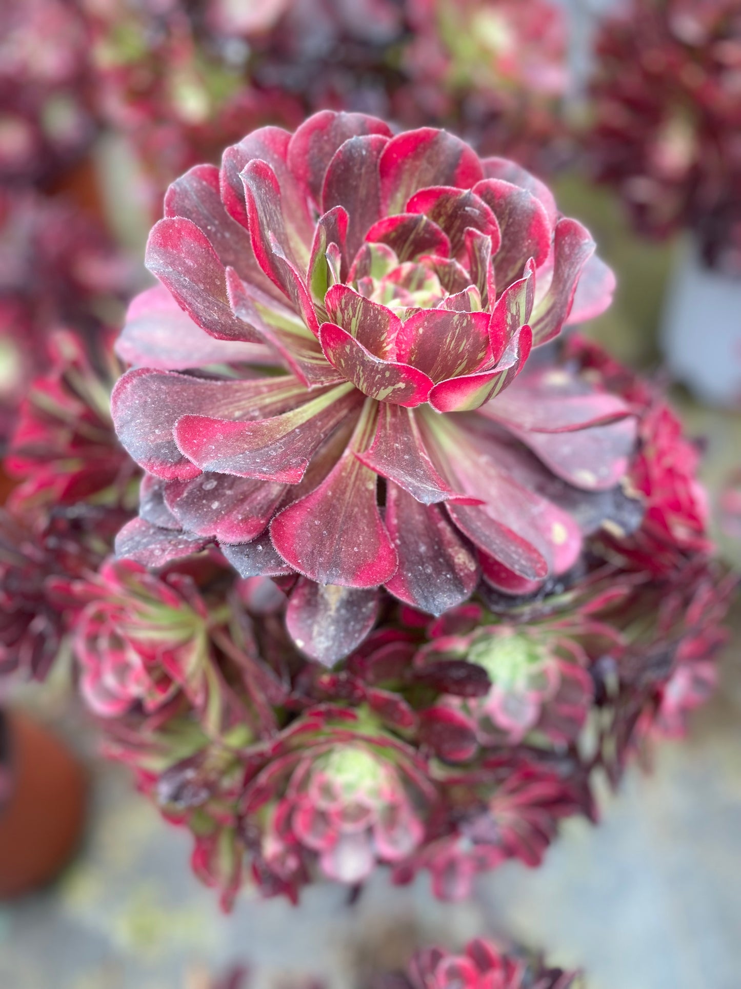 Tonghuashun/铜花顺 cluster 20-30cm at least 12 heads