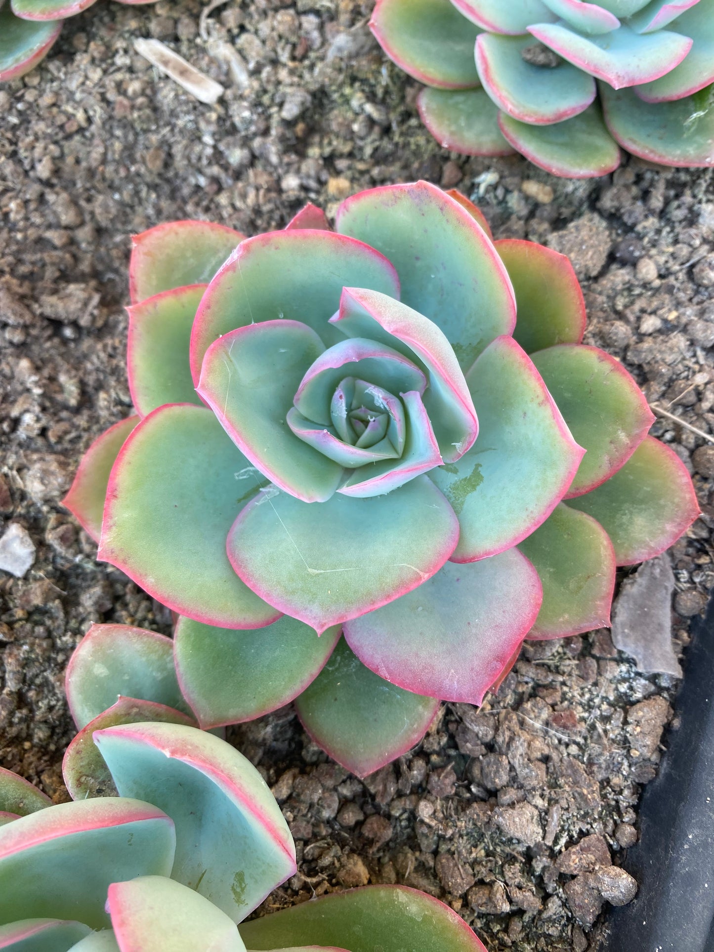 Blue Glow/蓝光 at least 8cm