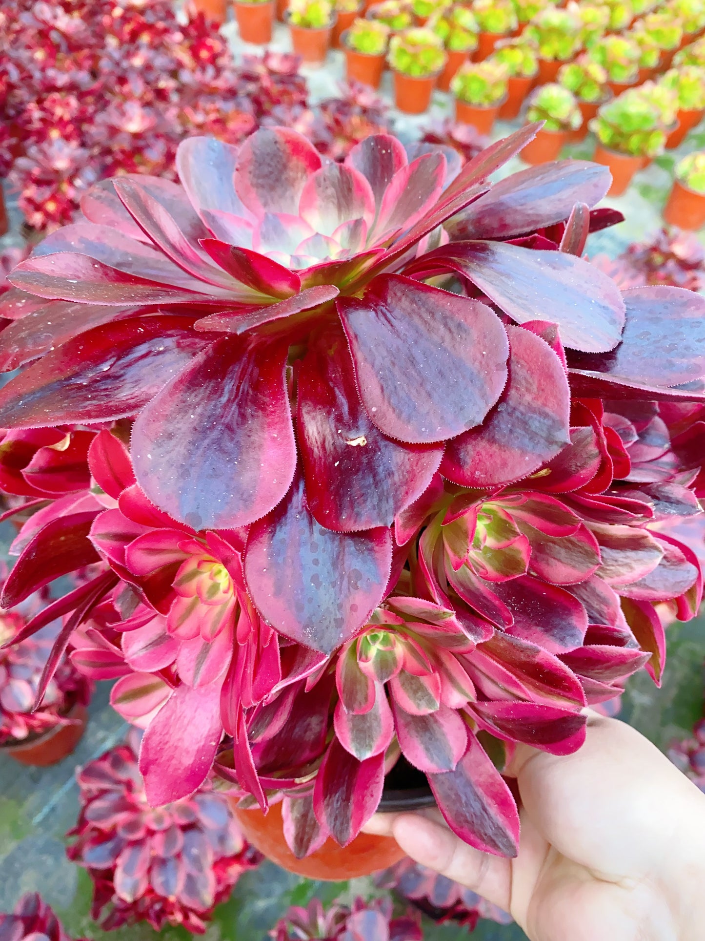 Phoenix Coronet/凤冠 cutting at least 10cm