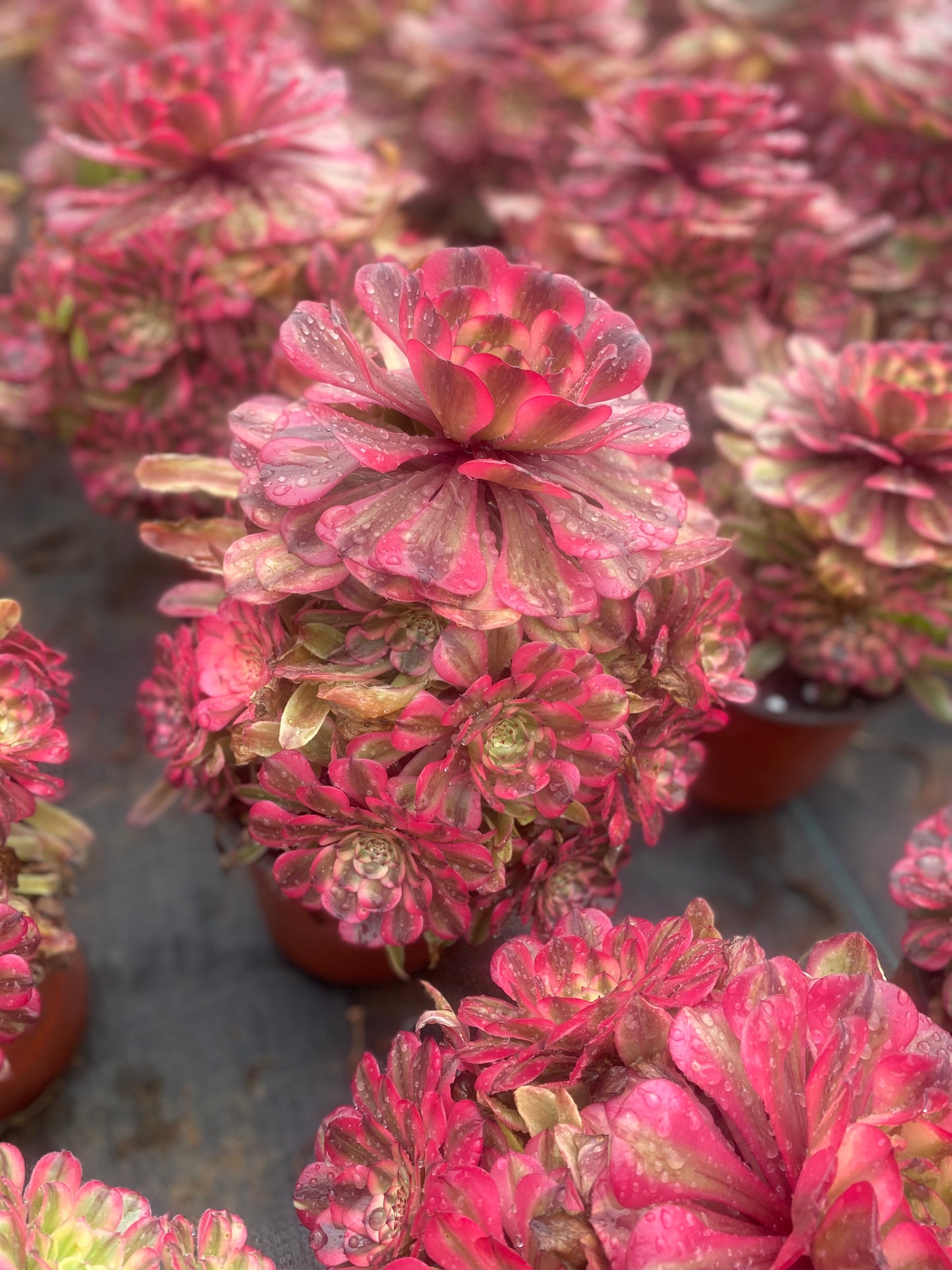 Pink Meiji/粉体美姬 cluster 20-30cm at least 10 heads