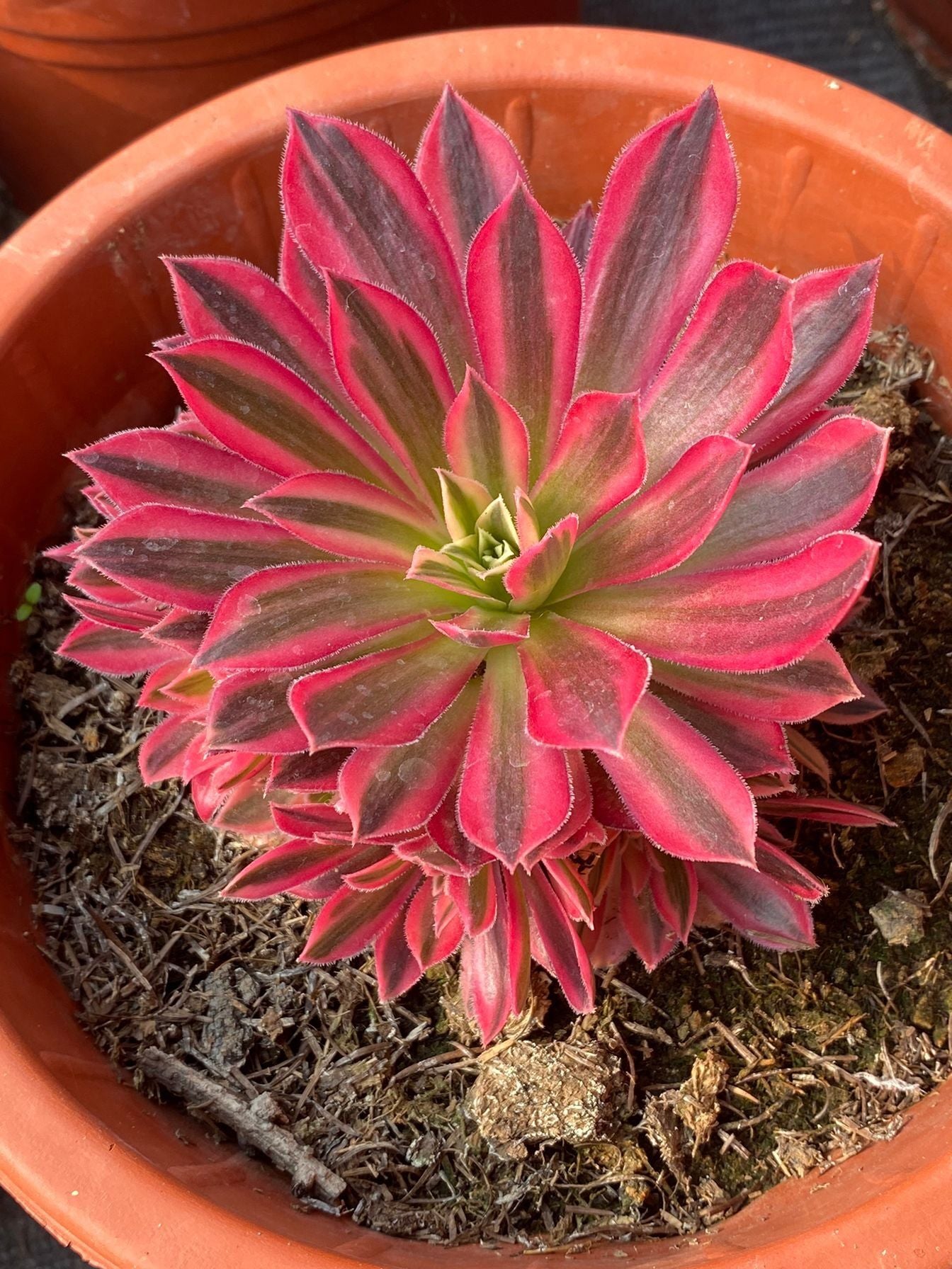 Phoenix Variegated/凤凰锦 cutting at least 5cm
