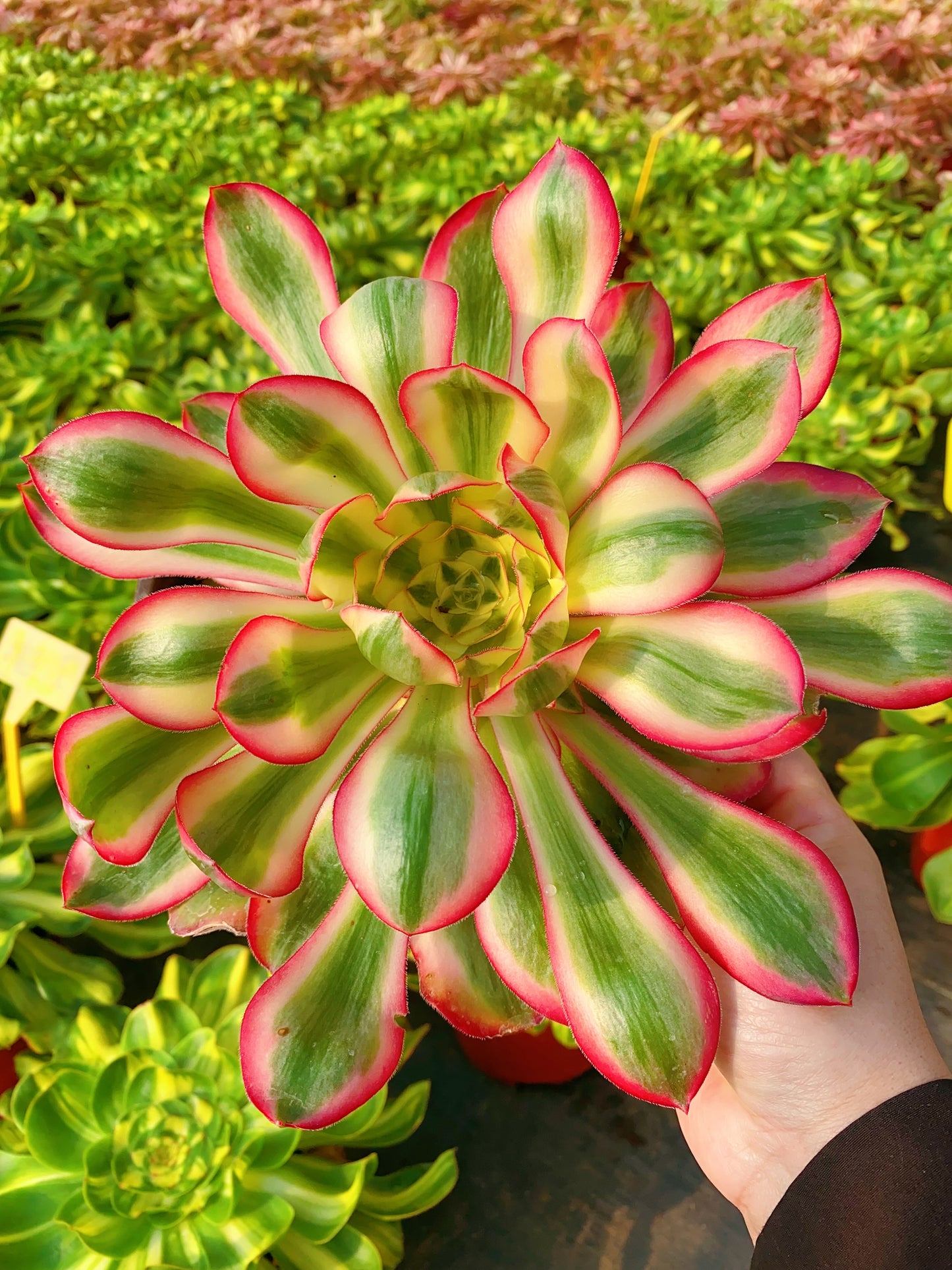 Alice/爱丽丝 cluster 30-40cm at least 8 heads