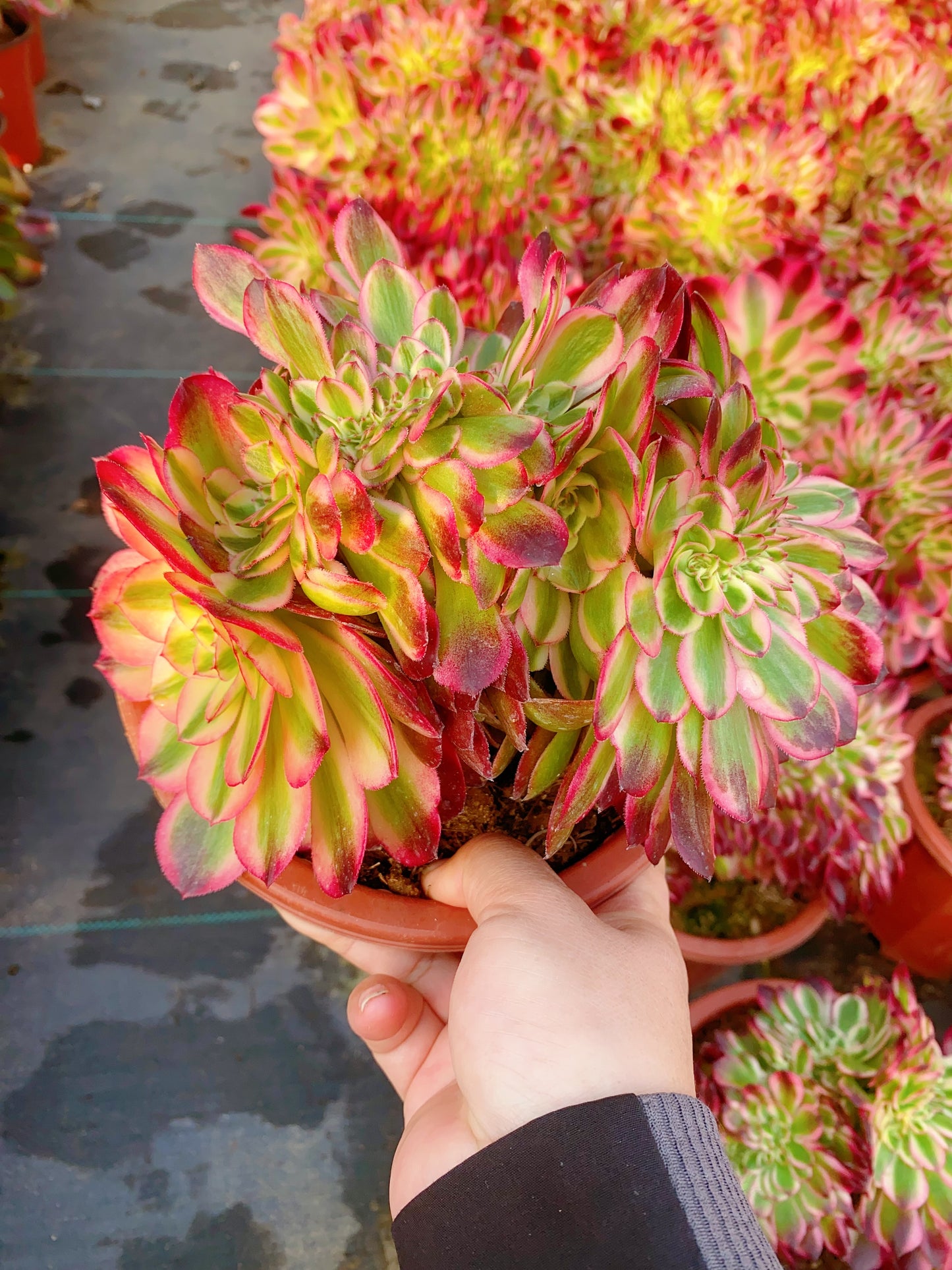 Litchi Crested/荔枝缀化 20-30cm
