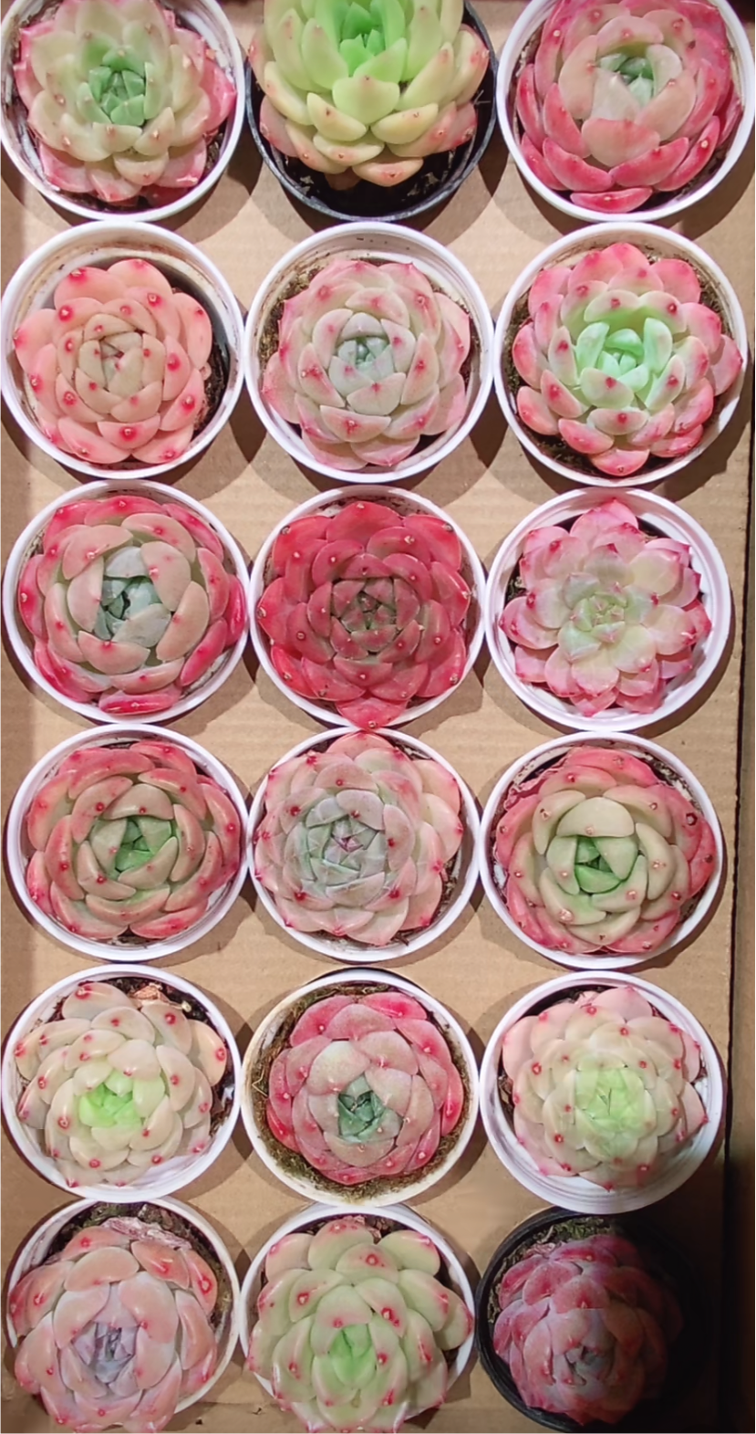 Echeveria Package 5cm pot 60 pieces are randomly delivered with pots.