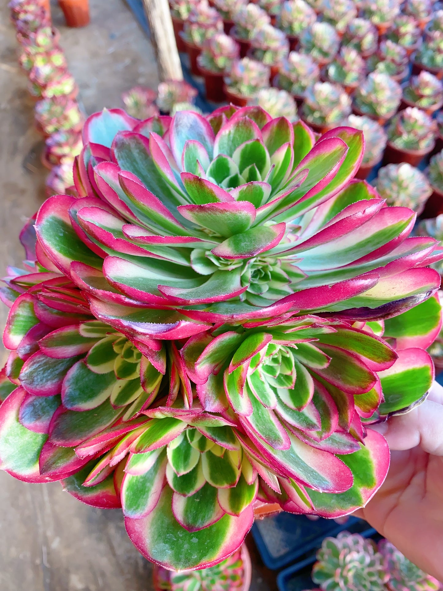 Yunhe/云荷 cluster 20-30cm at least 10 heads