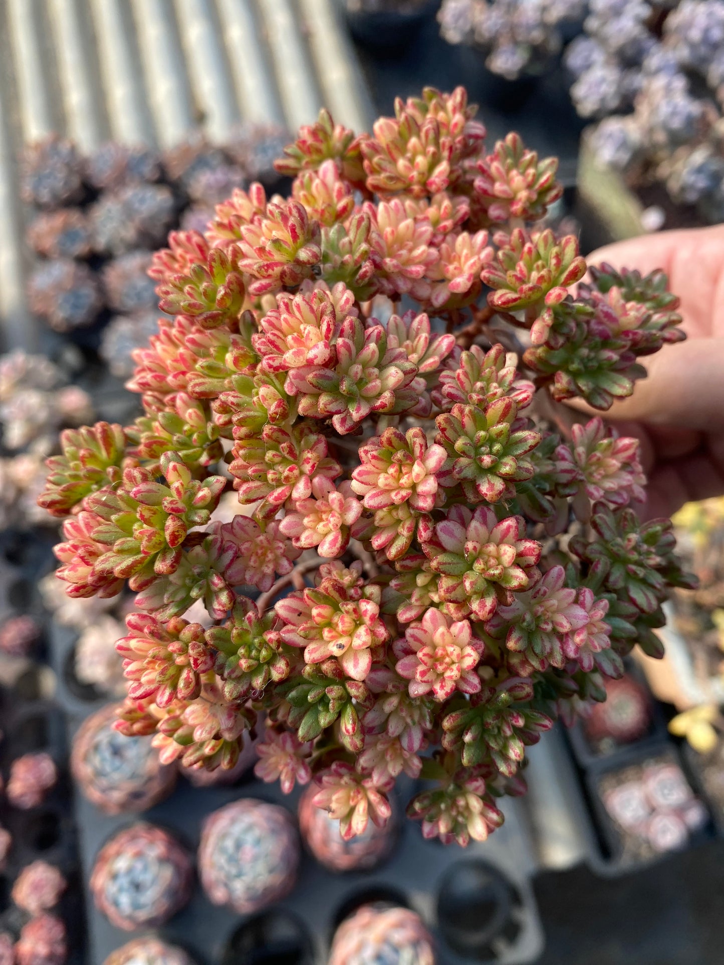 Kikyo/小人祭锦 cluster at least 15cm