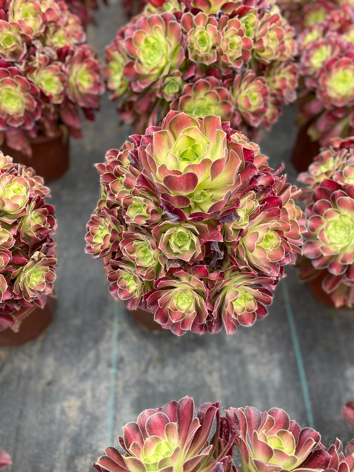 Glorious Youth/韶华 Cluster At least 13 heads 25cm-30cm