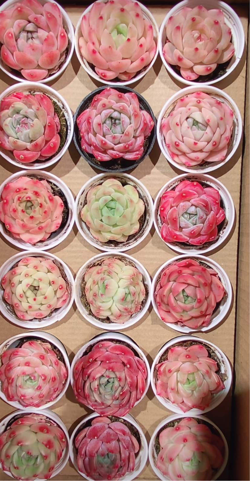 Echeveria Package 5cm pot 60 pieces are randomly delivered with pots.