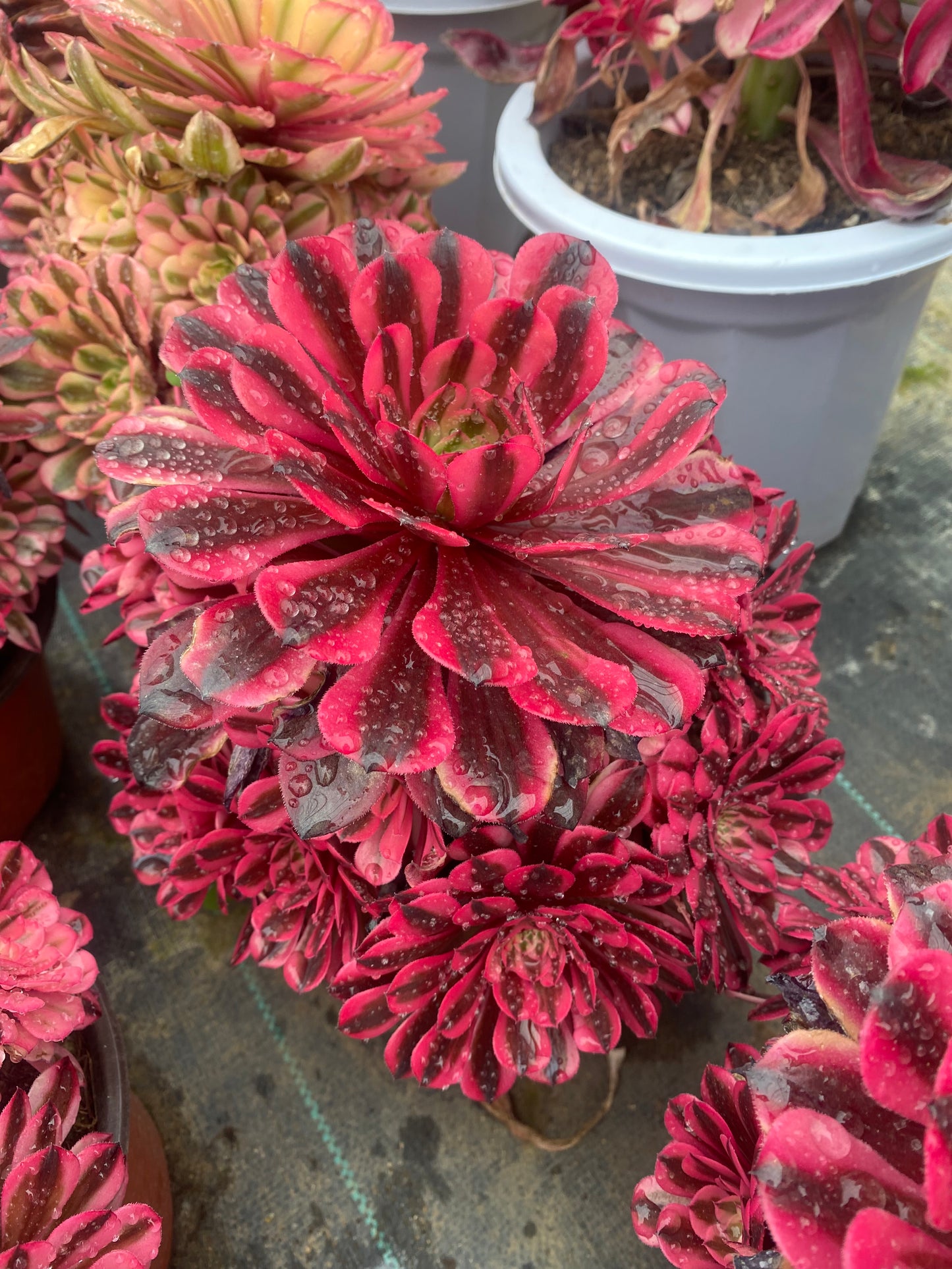 Pink Panther/粉红豹 cluster 20-30cm at least 10 heads