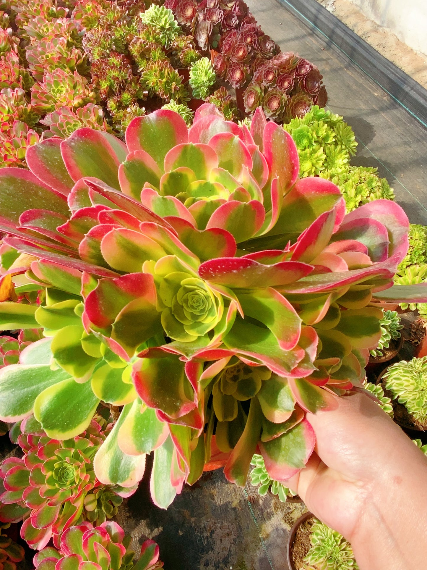 Tesla/特斯拉 Cluster at least 10 heads 20-30cm