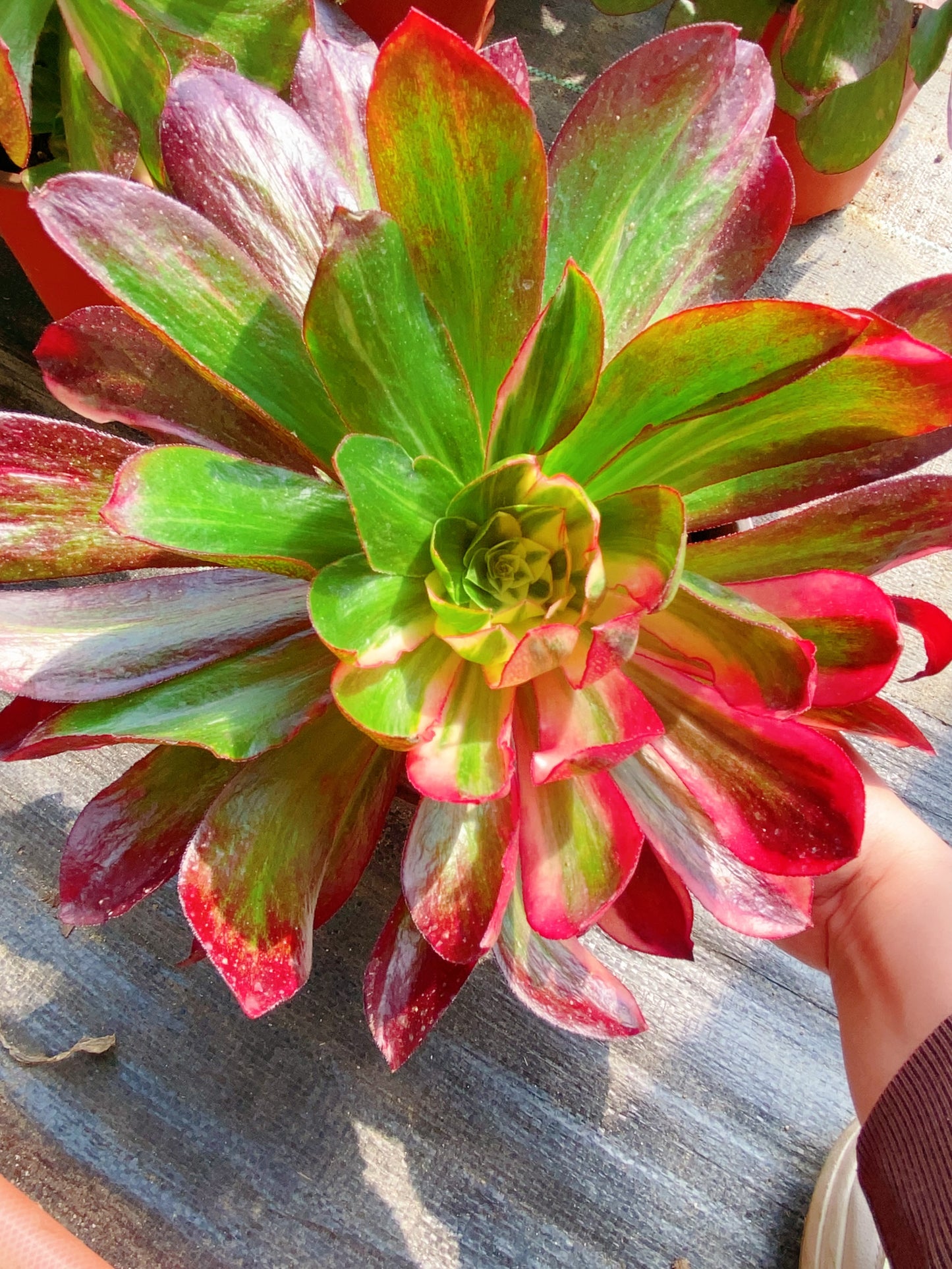 Colorful Ice Warrior/冰七彩 cutting at least 10cm