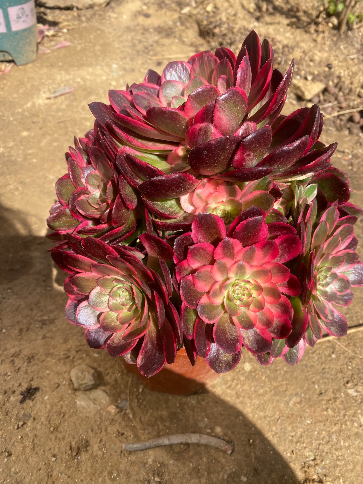 Tangsancai/唐三彩 cluster 20-30cm at least 10 heads