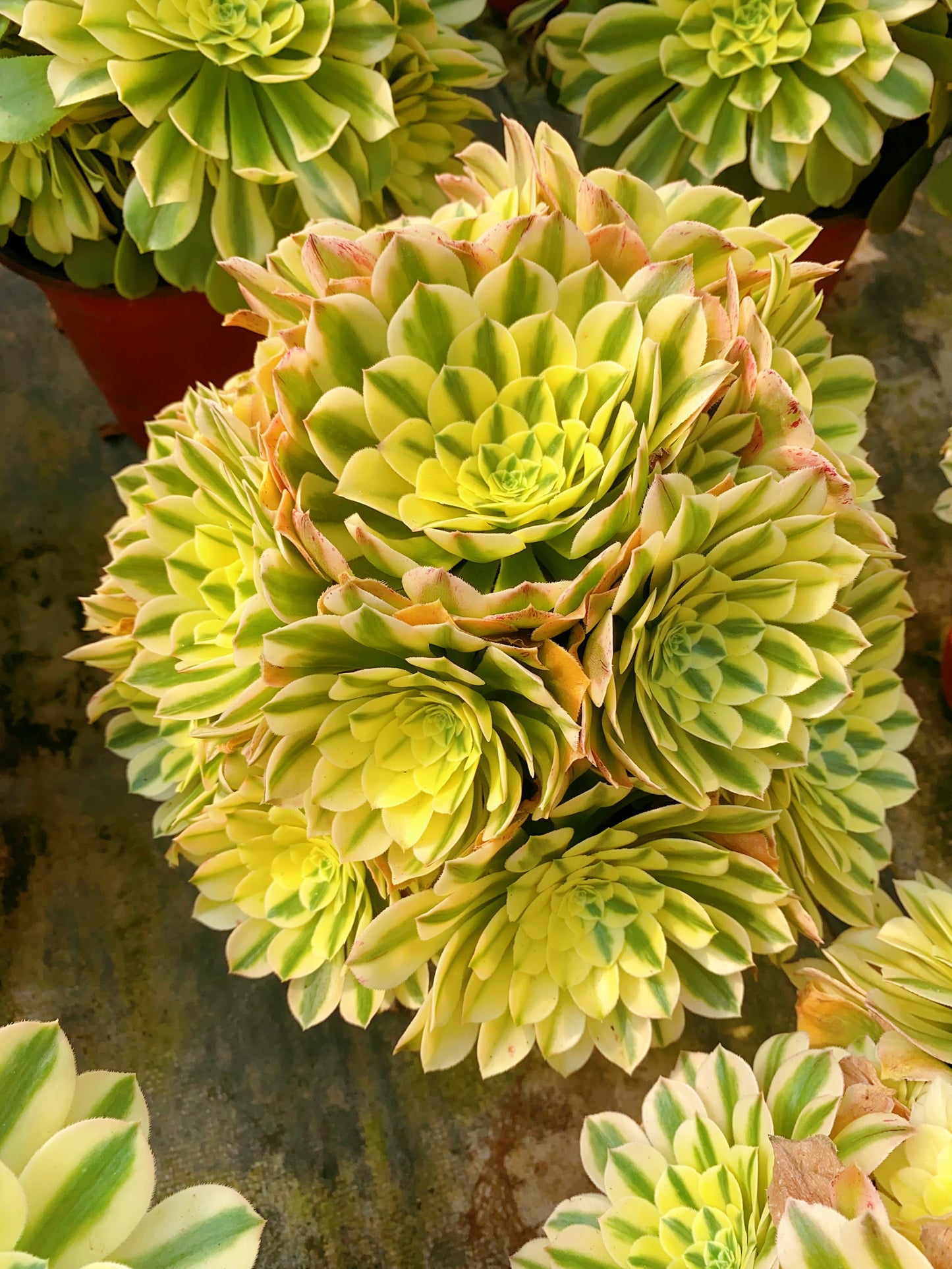 Sinnia/辛尼亚 Spherical Cluster At least 12 heads 30cm-40cm two years old