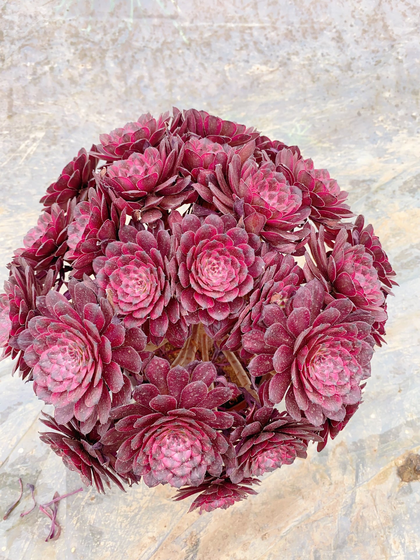 Purple Glow/紫霞 Spherical Cluster
At least 20 heads 35cm-40cm 3 years old