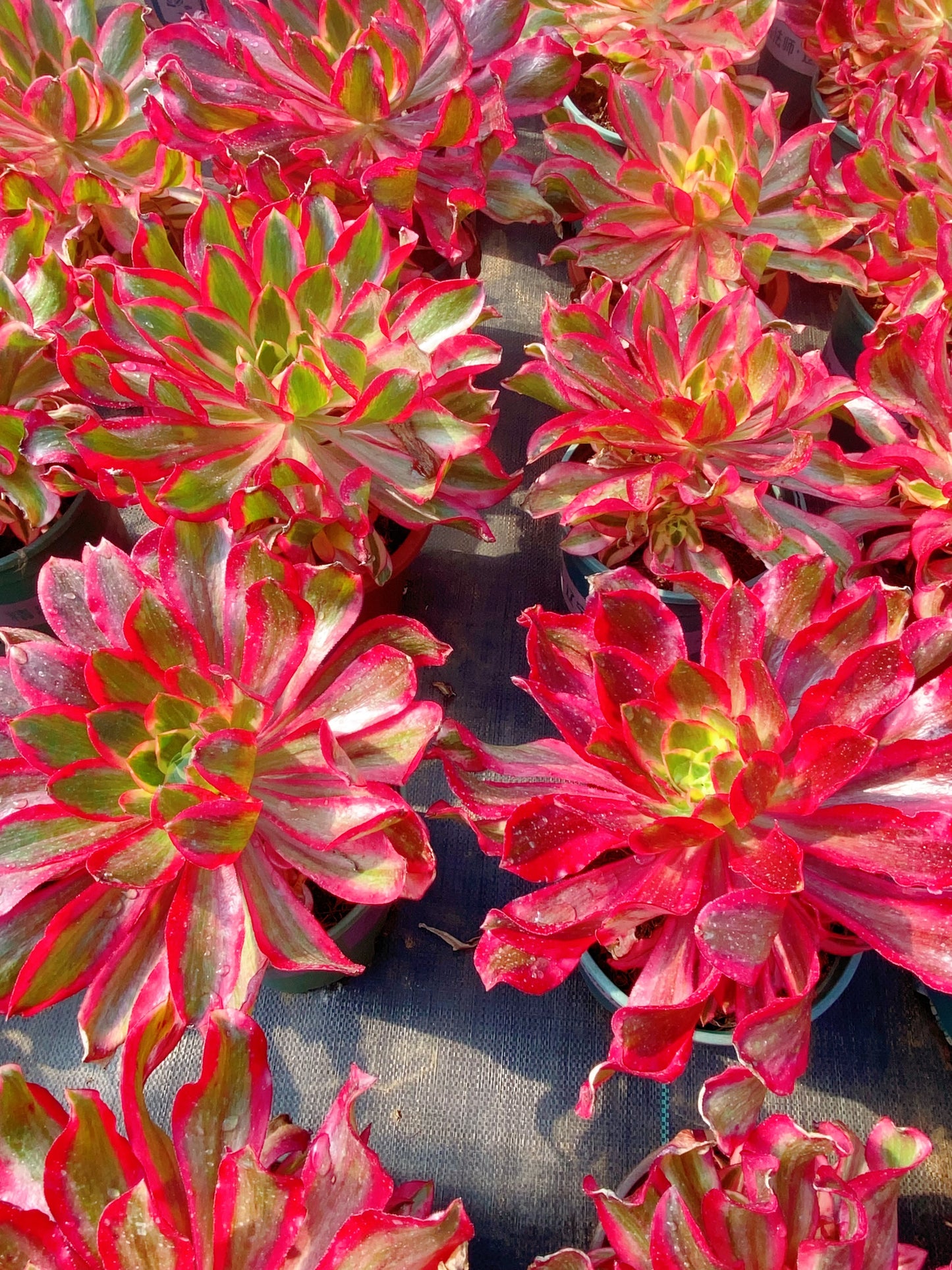 Phantom/魅影 cluster 30-40cm at least 8 heads