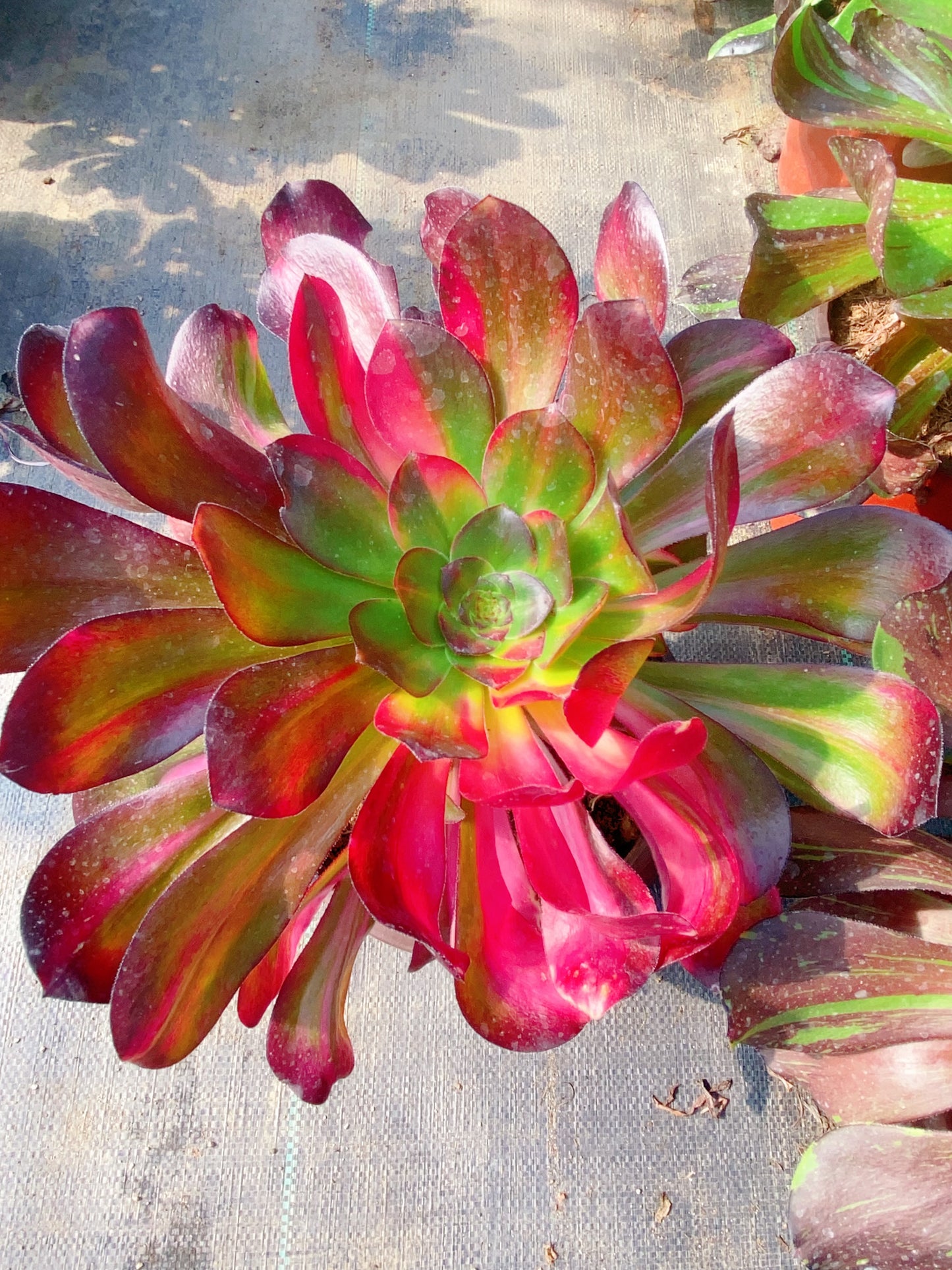 Colorful Voodoo/巫毒七彩 cutting at least 10cm