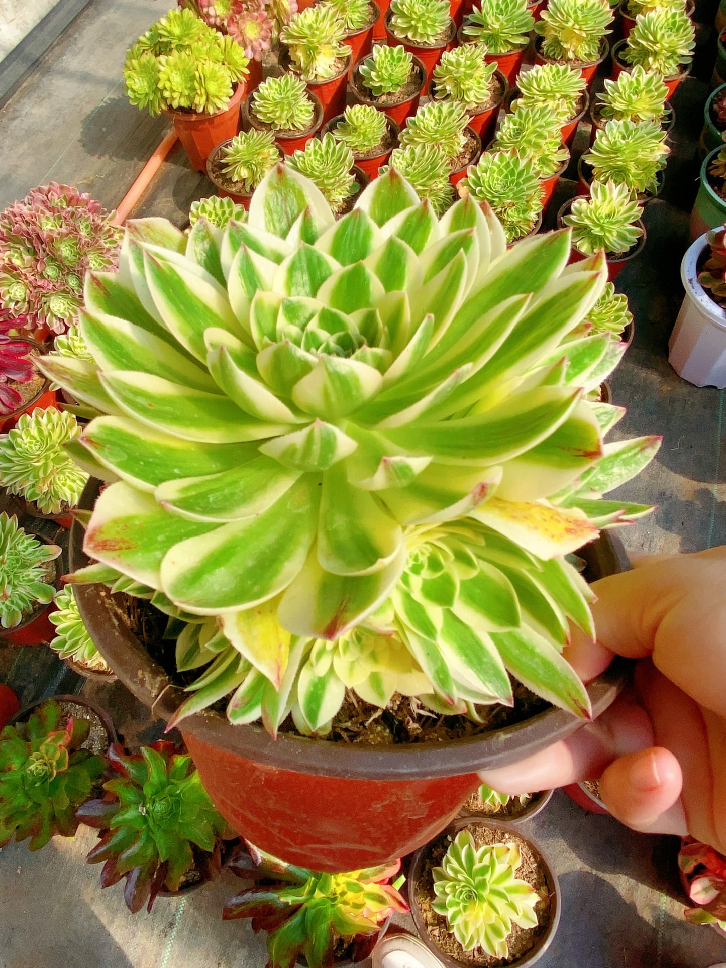 Elizabeth/伊丽莎白 cluster 20-30cm at least 8 heads