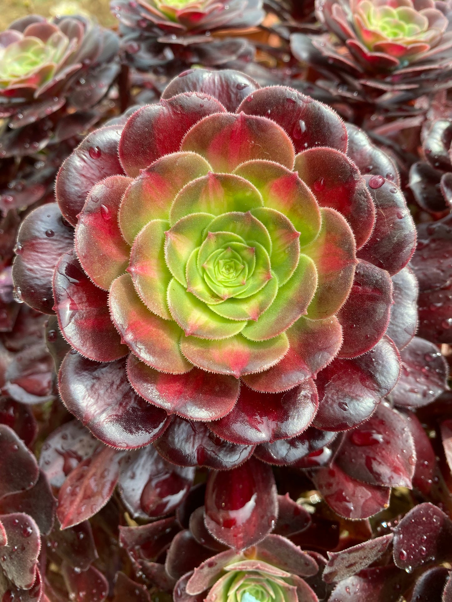 kilimanjaro/花纳锦 cutting at least 10cm